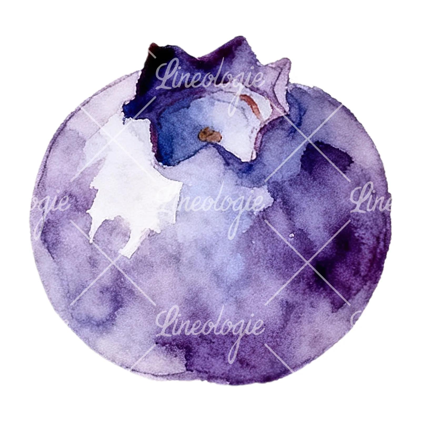Watercolor blueberry with textures clipart 3 of 12 on a white background (JPG)