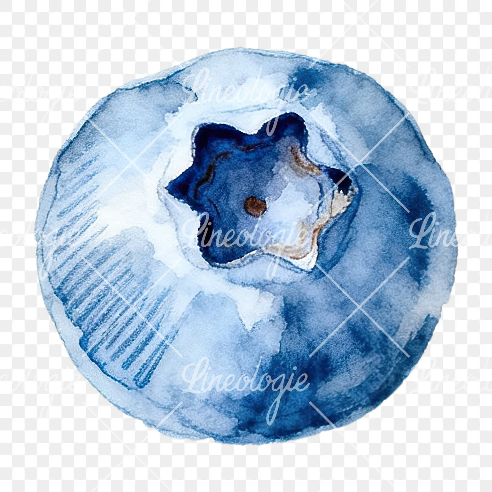 Watercolor blueberry with textures clipart 5 of 12 on a transparent background (PNG)