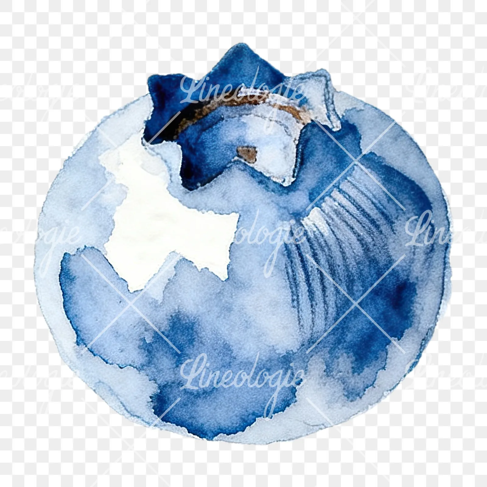 Watercolor blueberry with textures clipart 7 of 12 on a transparent background (PNG)