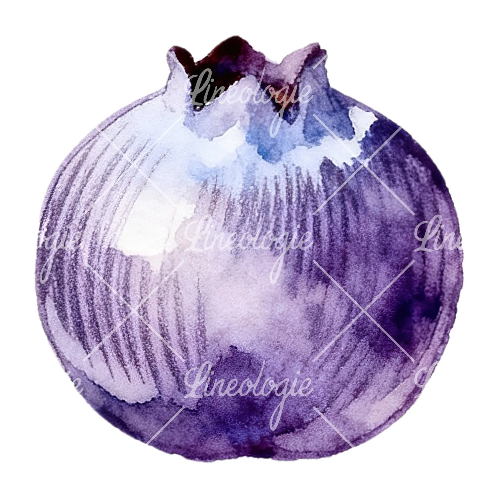 Watercolor blueberry with textures clipart 9 of 12 on a white background (JPG)