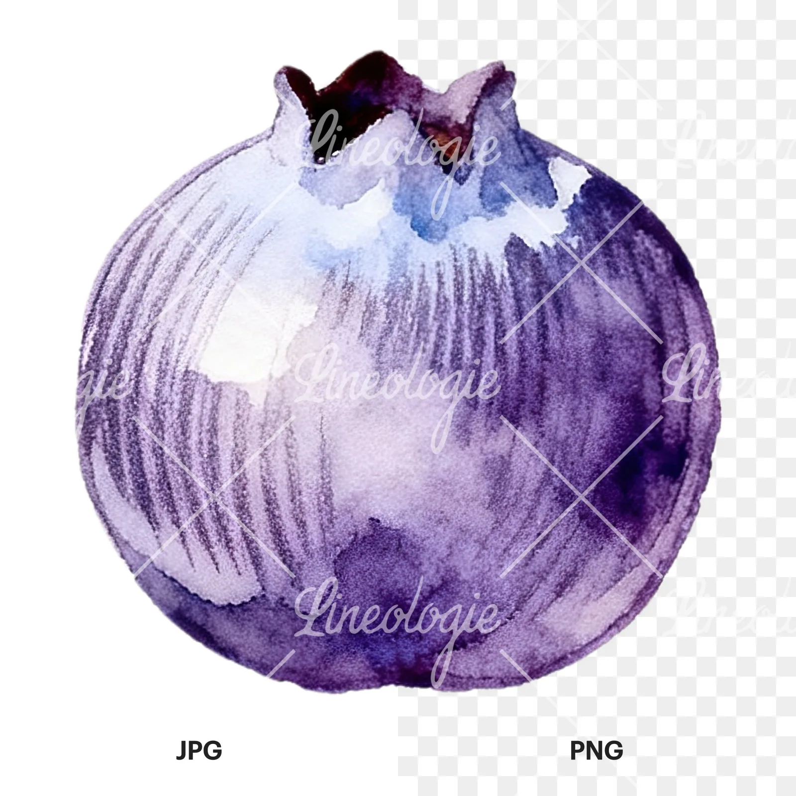 Watercolor blueberry with textures clipart 9 of 12, as a JPG on white and a transparent PNG