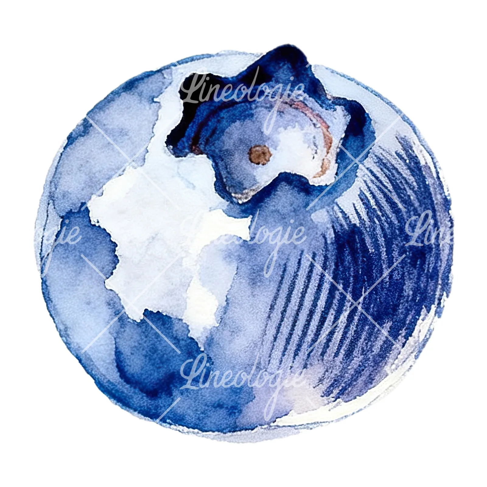 Watercolor blueberry with textures clipart 10 of 12 on a white background (JPG)