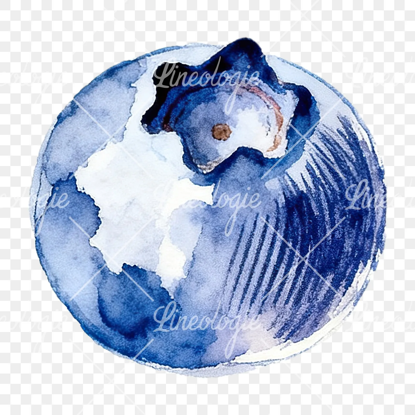 Watercolor blueberry with textures clipart 10 of 12 on a transparent background (PNG)