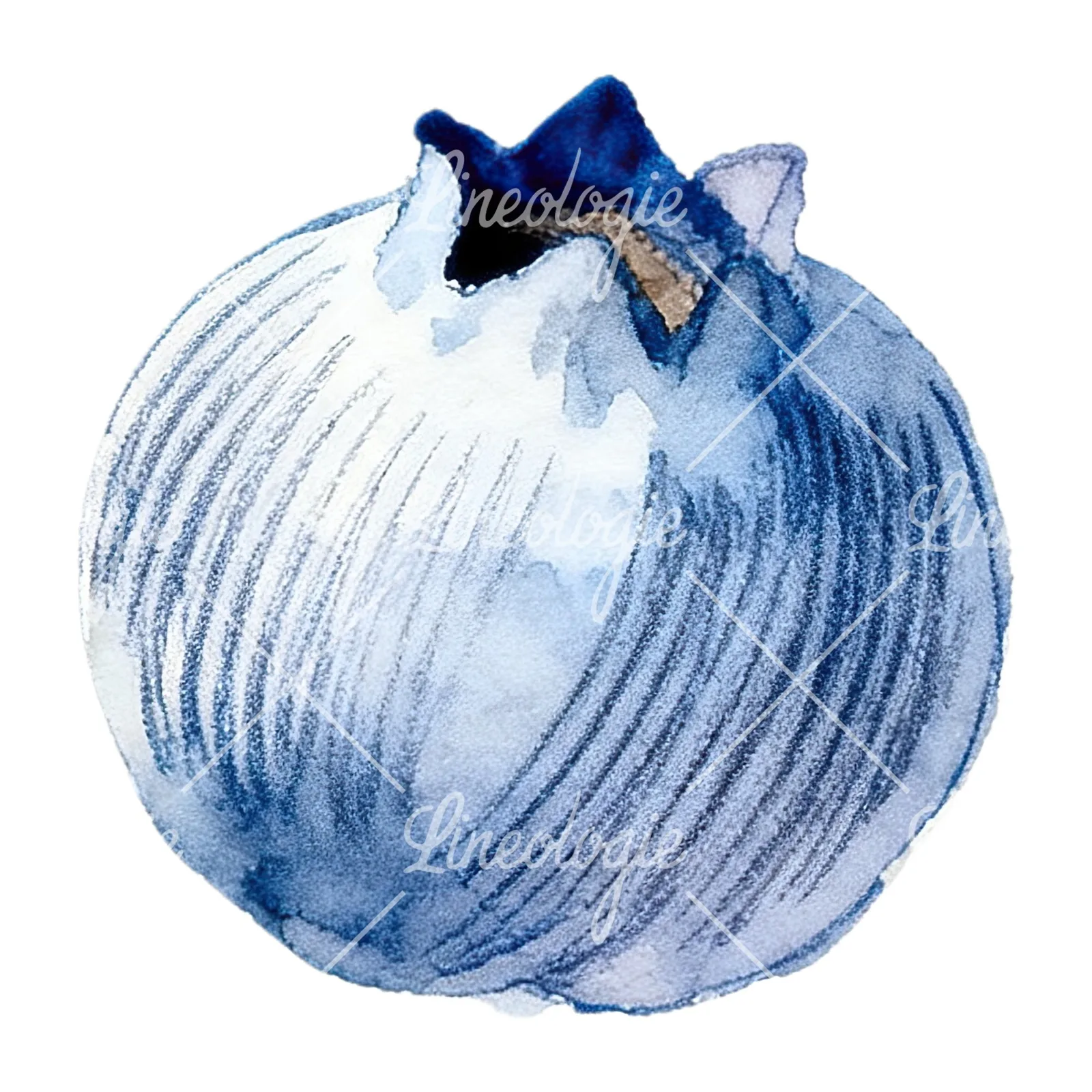 Watercolor blueberry with textures clipart 12 of 12 on a white background (JPG)
