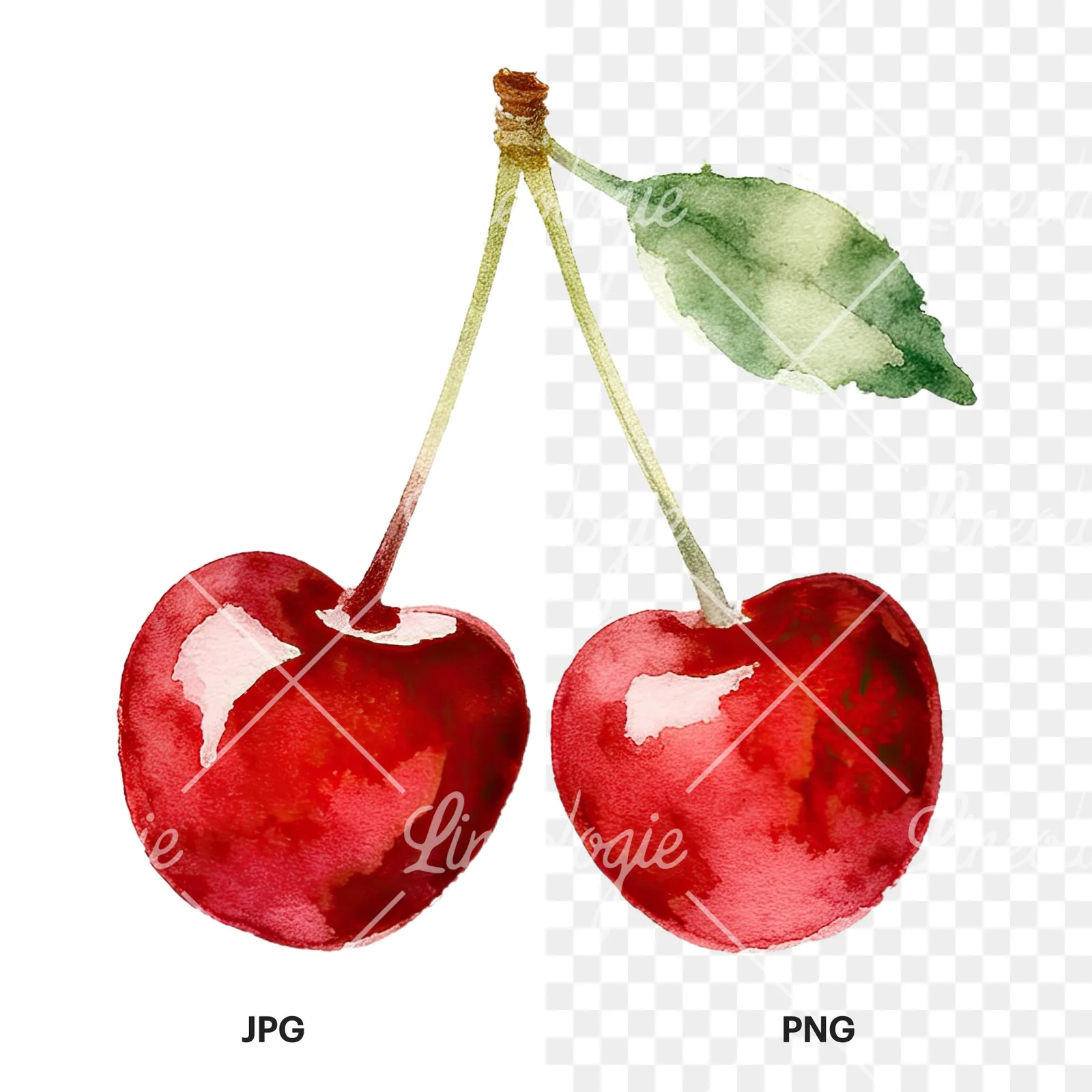 Watercolor cherry pair with leaves clipart 1 of 12, as a JPG on white and a transparent PNG