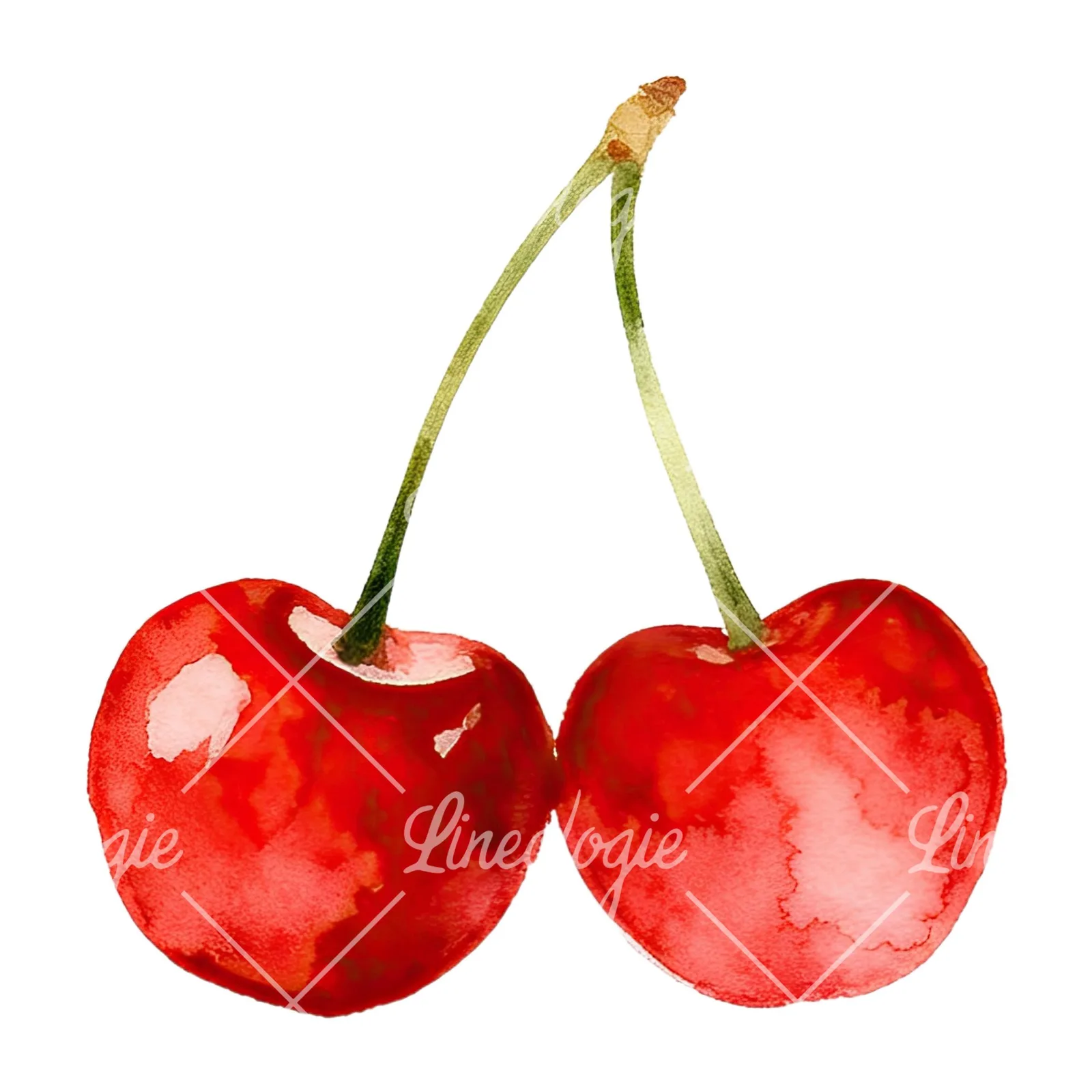 Watercolor cherry pair with leaves clipart 2 of 12 on a white background (JPG)