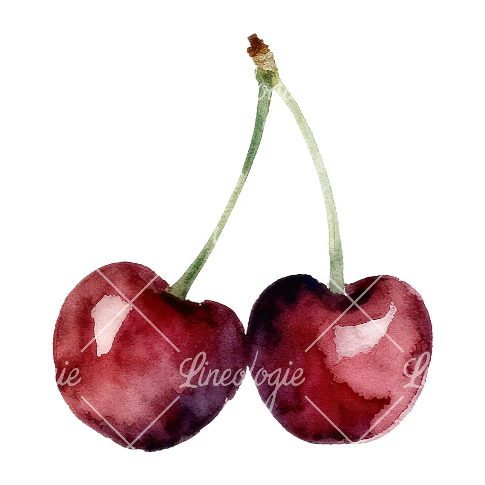 Watercolor cherry pair with leaves clipart 3 of 12 on a white background (JPG)