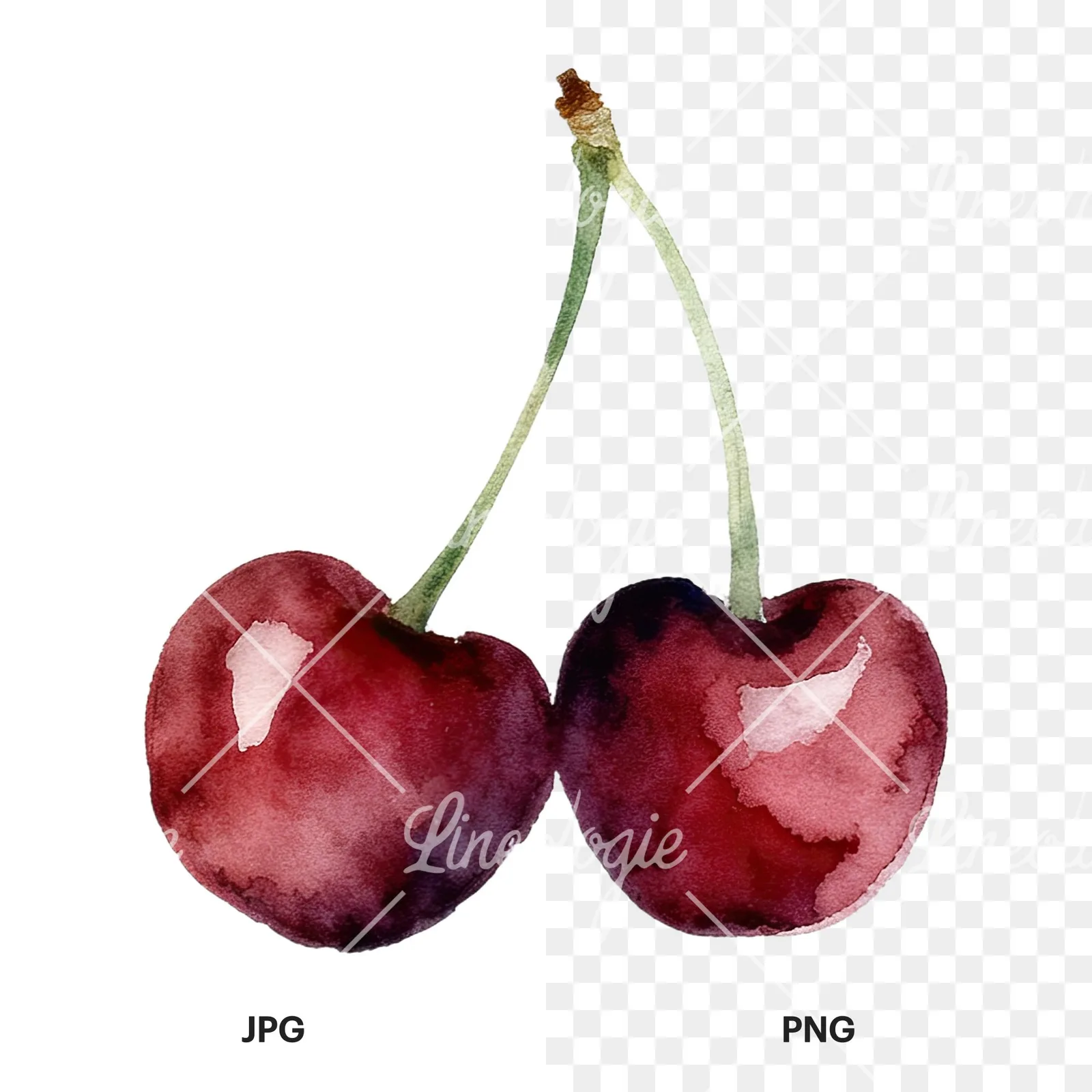 Watercolor cherry pair with leaves clipart 3 of 12, as a JPG on white and a transparent PNG