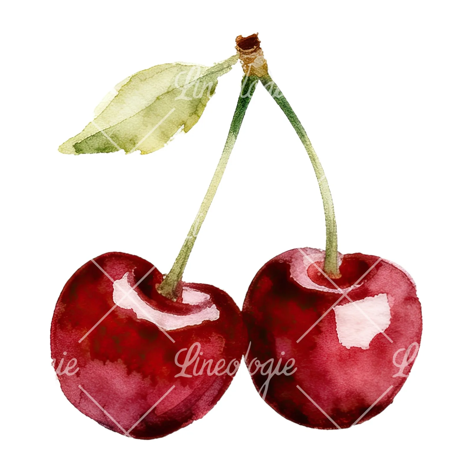 Watercolor cherry pair with leaves clipart 4 of 12 on a white background (JPG)