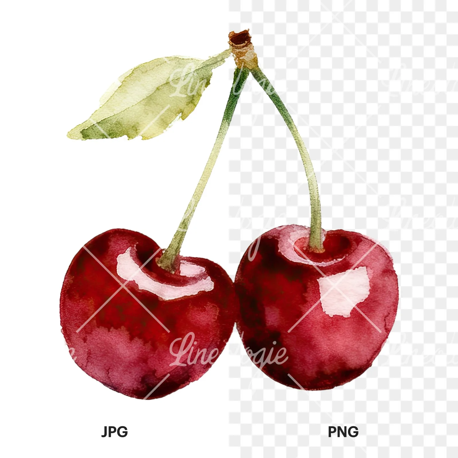 Watercolor cherry pair with leaves clipart 4 of 12, as a JPG on white and a transparent PNG