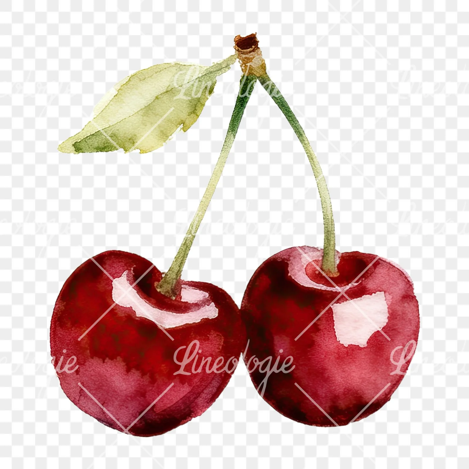 Watercolor cherry pair with leaves clipart 4 of 12 on a transparent background (PNG)