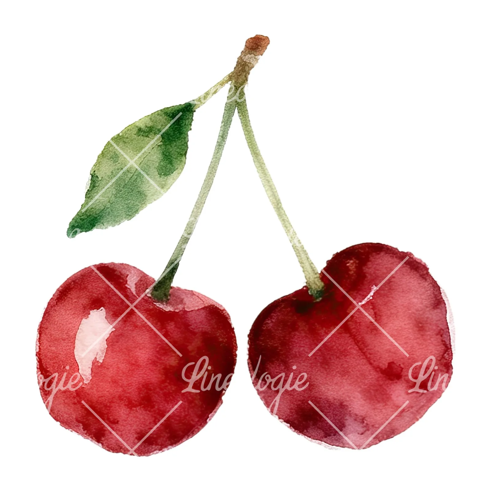 Watercolor cherry pair with leaves clipart 5 of 12 on a white background (JPG)