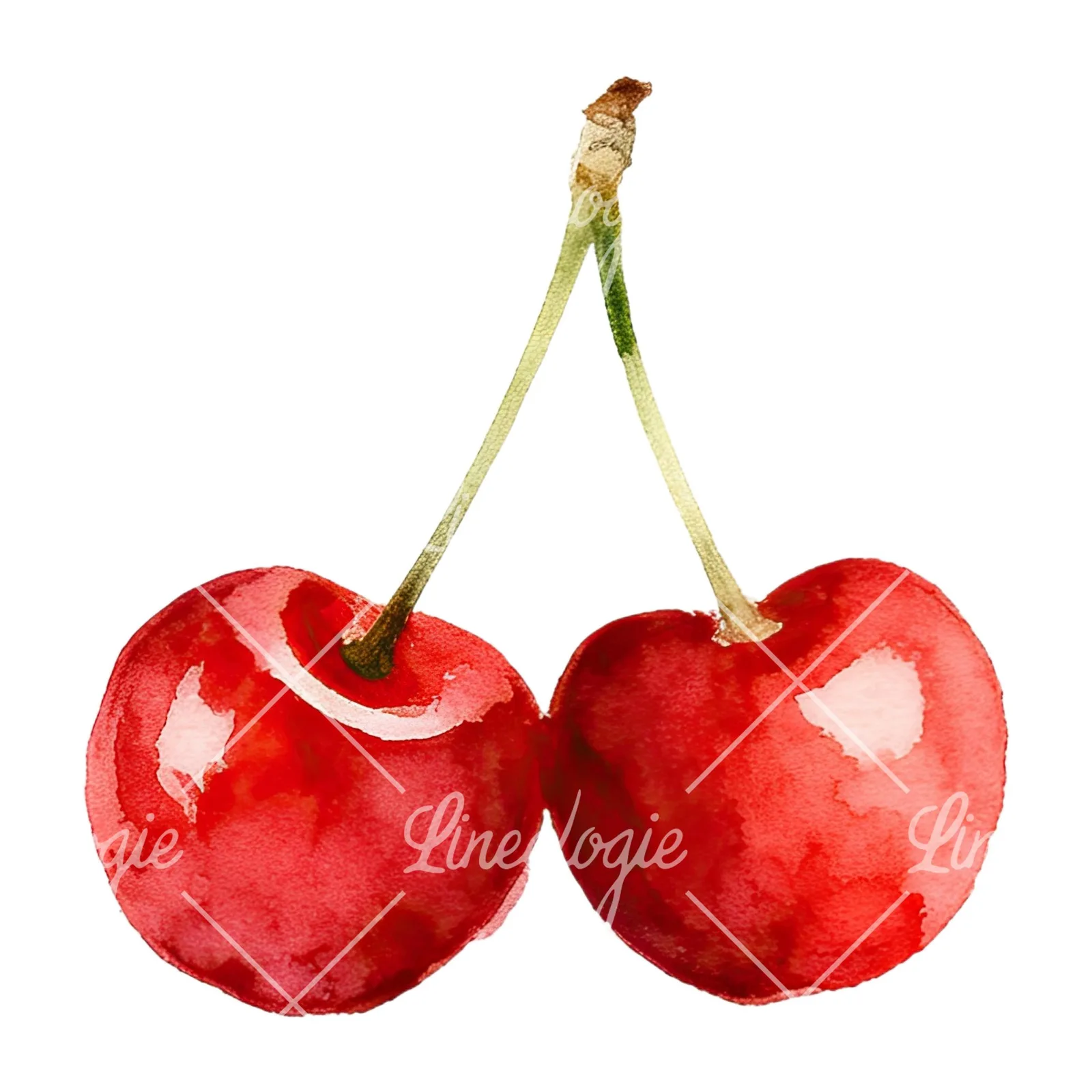 Watercolor cherry pair with leaves clipart 7 of 12 on a white background (JPG)