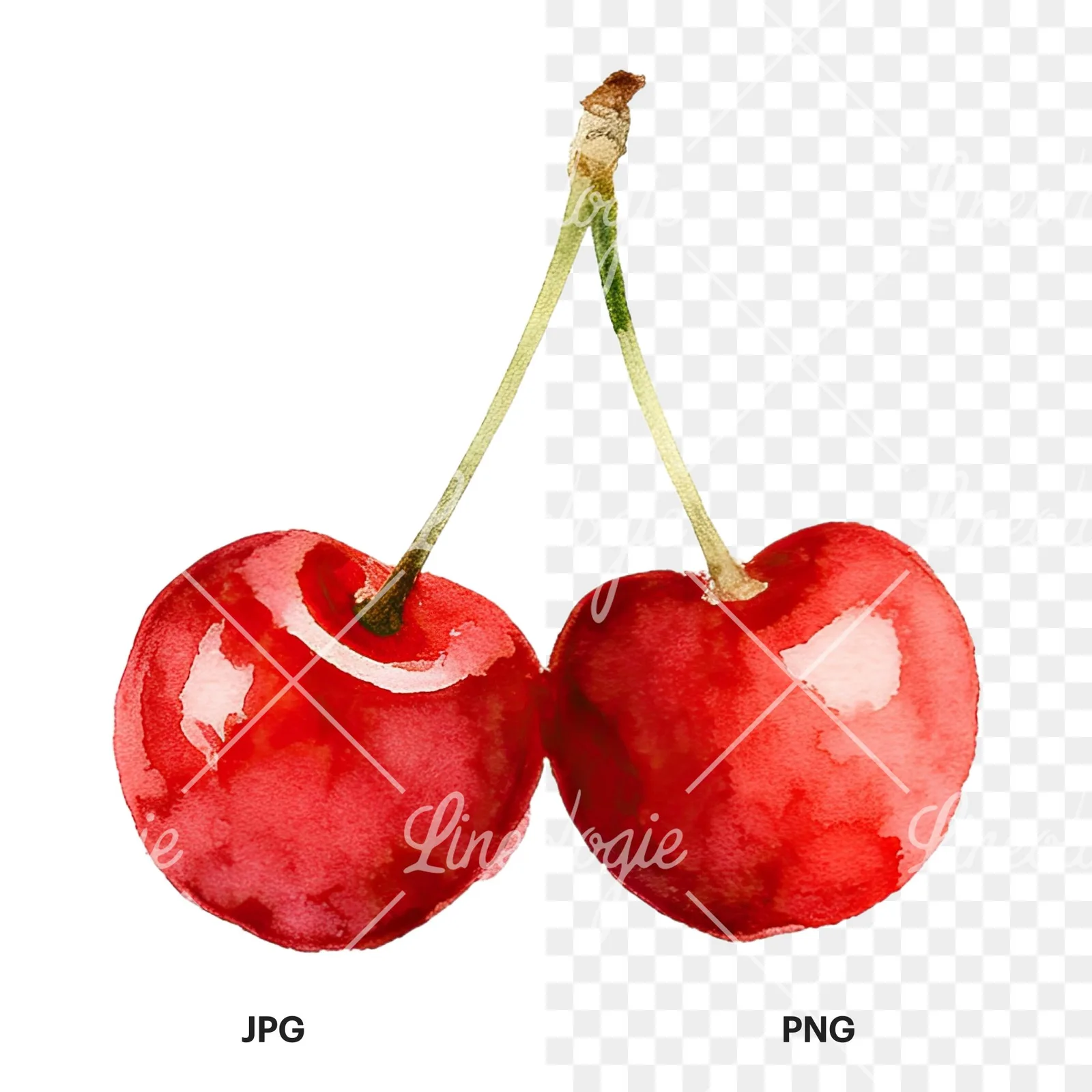 Watercolor cherry pair with leaves clipart 7 of 12, as a JPG on white and a transparent PNG