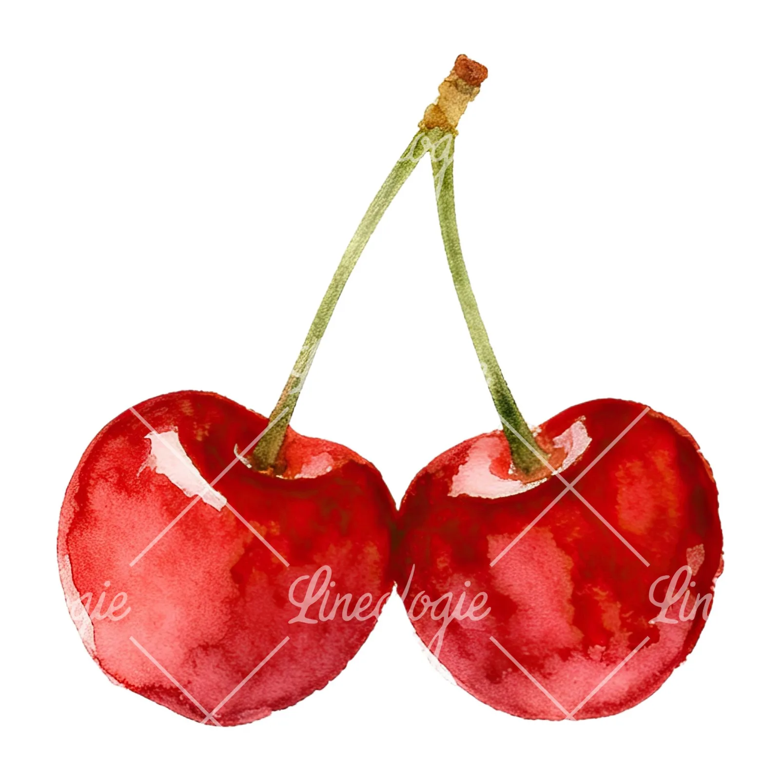 Watercolor cherry pair with leaves clipart 8 of 12 on a white background (JPG)