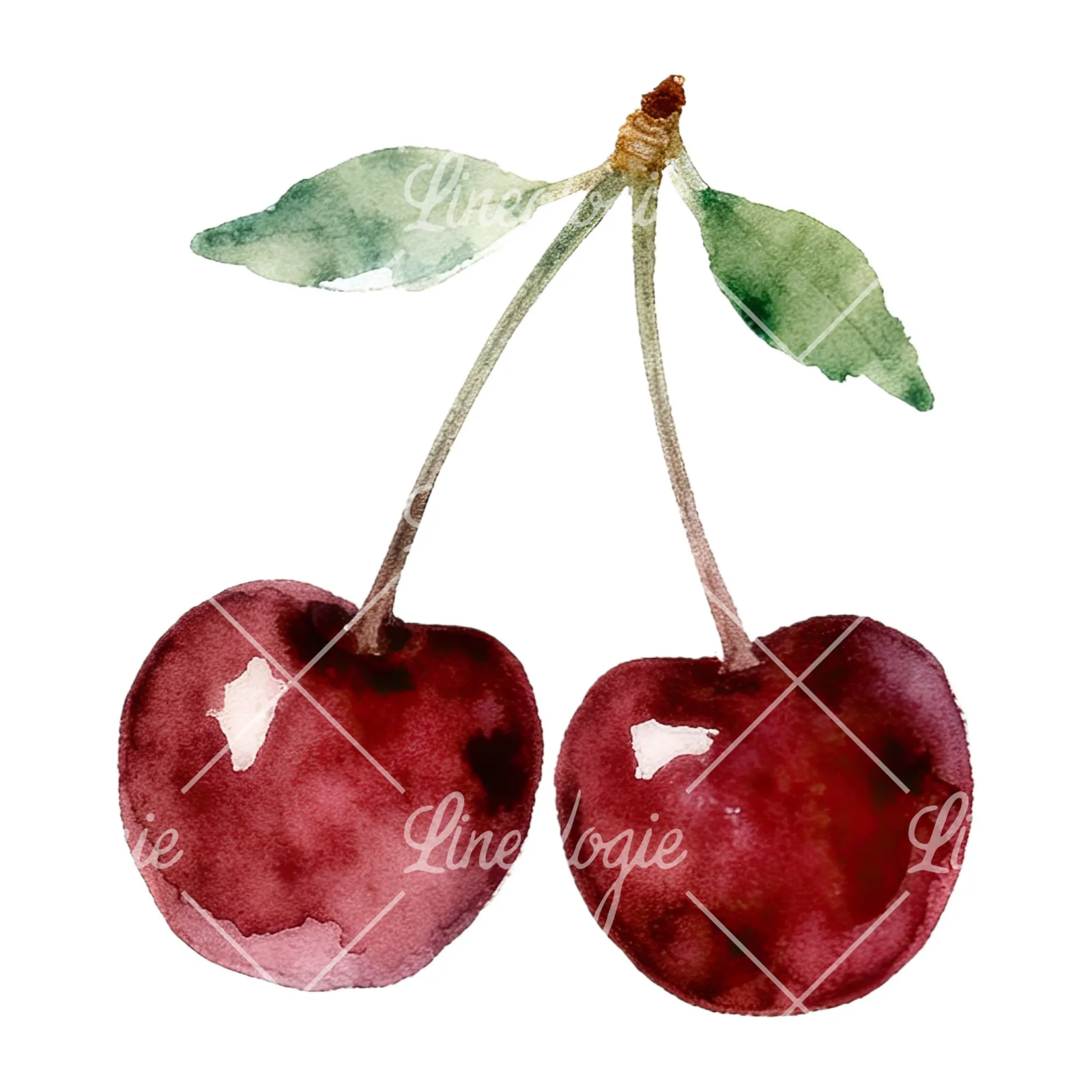 Watercolor cherry pair with leaves clipart 9 of 12 on a white background (JPG)