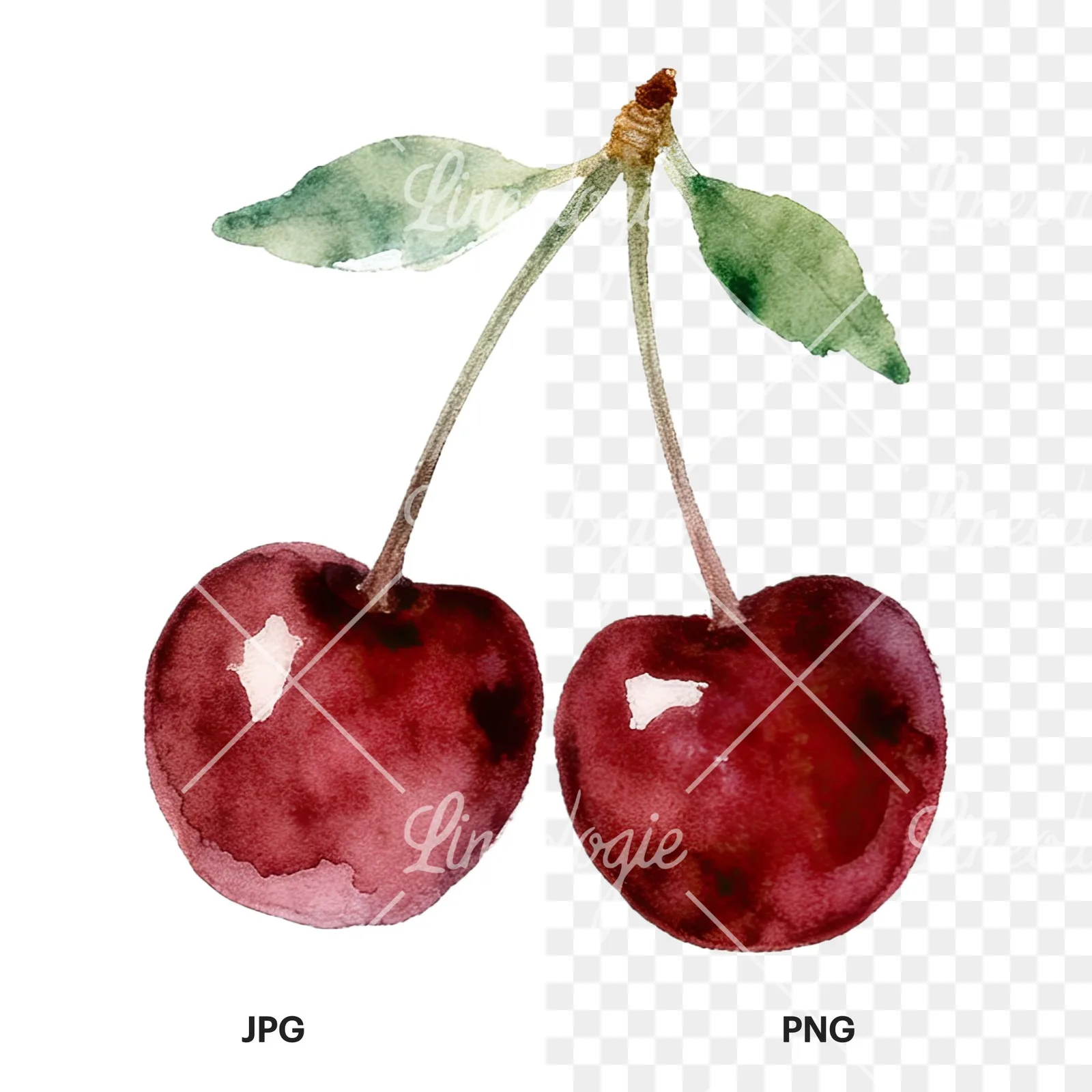 Watercolor cherry pair with leaves clipart 9 of 12, as a JPG on white and a transparent PNG
