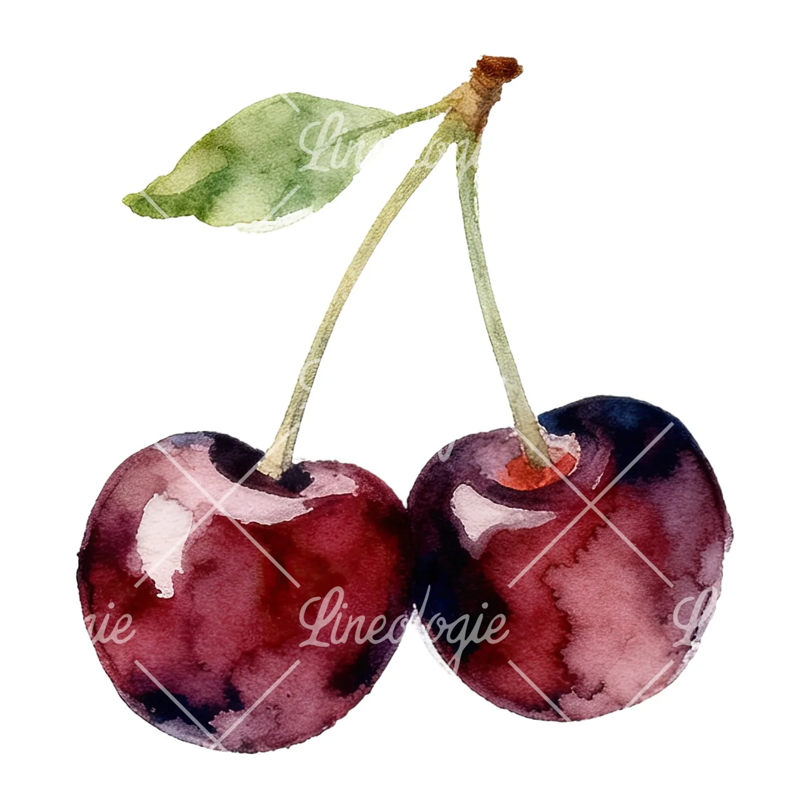Watercolor cherry pair with leaves clipart 10 of 12 on a white background (JPG)