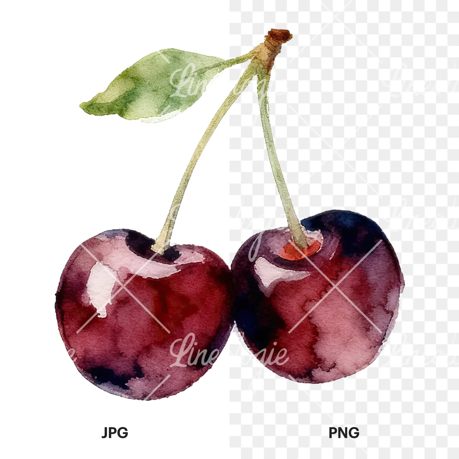 Watercolor cherry pair with leaves clipart 10 of 12, as a JPG on white and a transparent PNG
