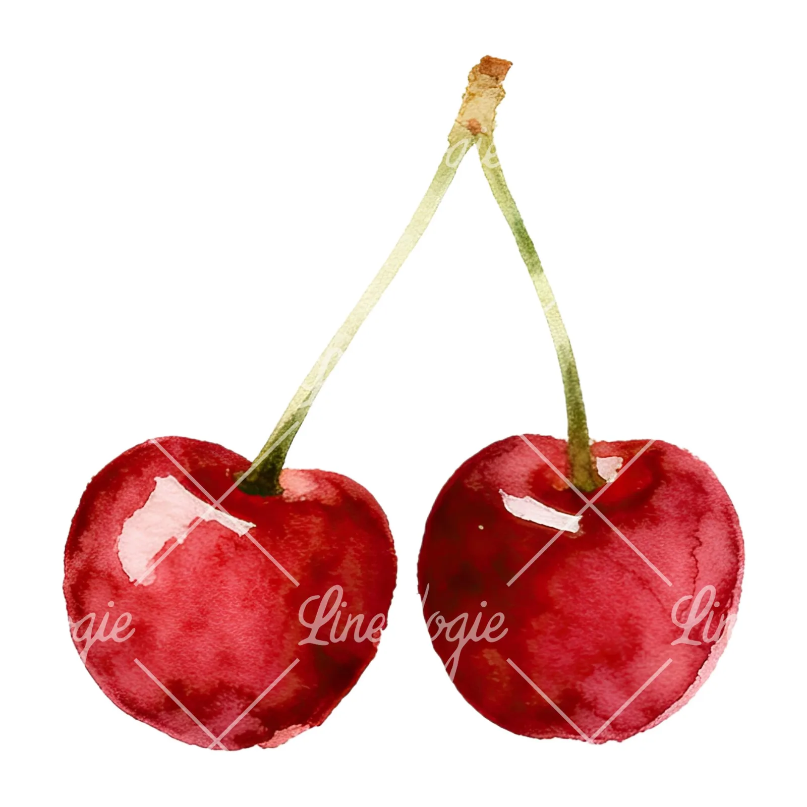 Watercolor cherry pair with leaves clipart 11 of 12 on a white background (JPG)