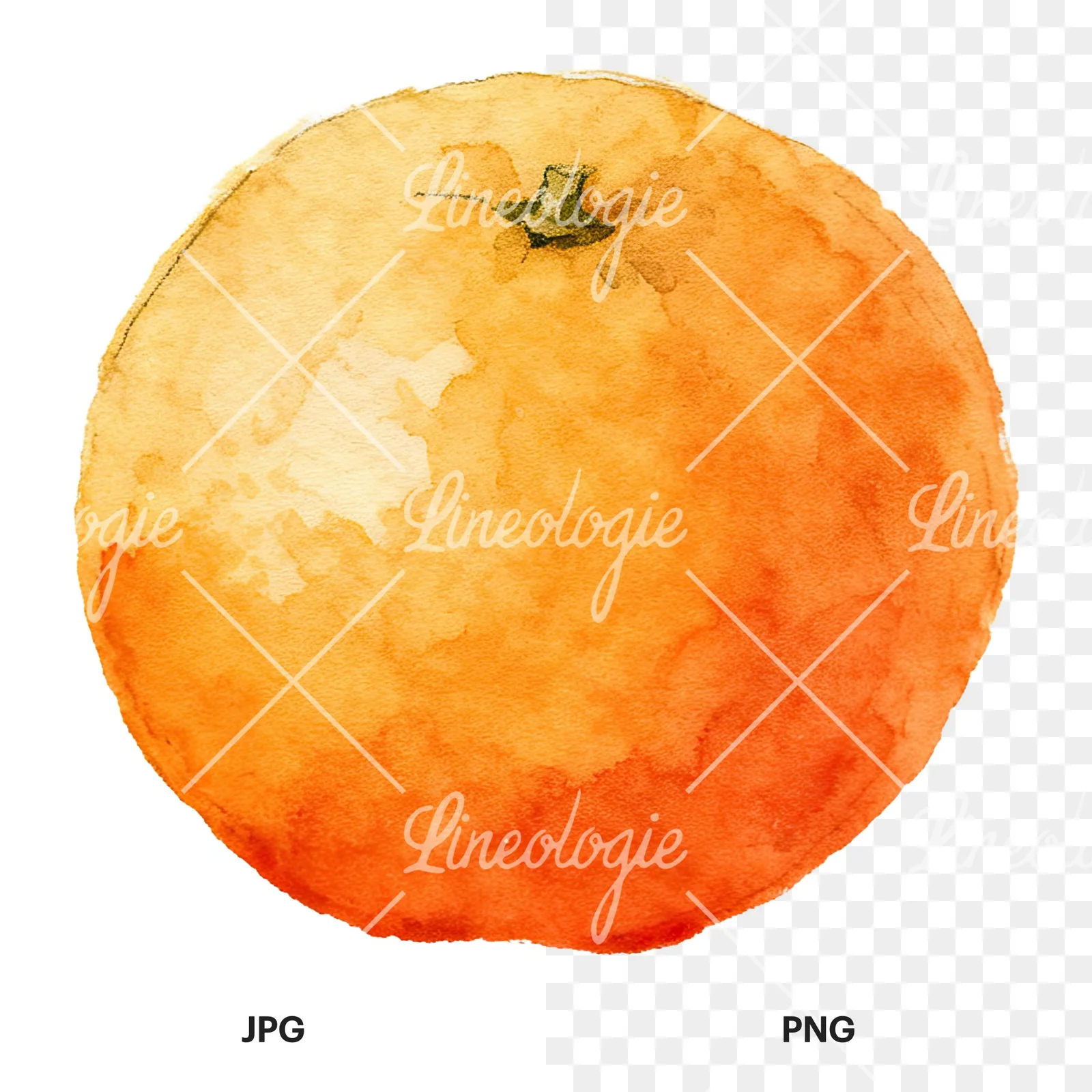 Watercolor orange with peeled segment clipart 1 of 12, as a JPG on white and a transparent PNG