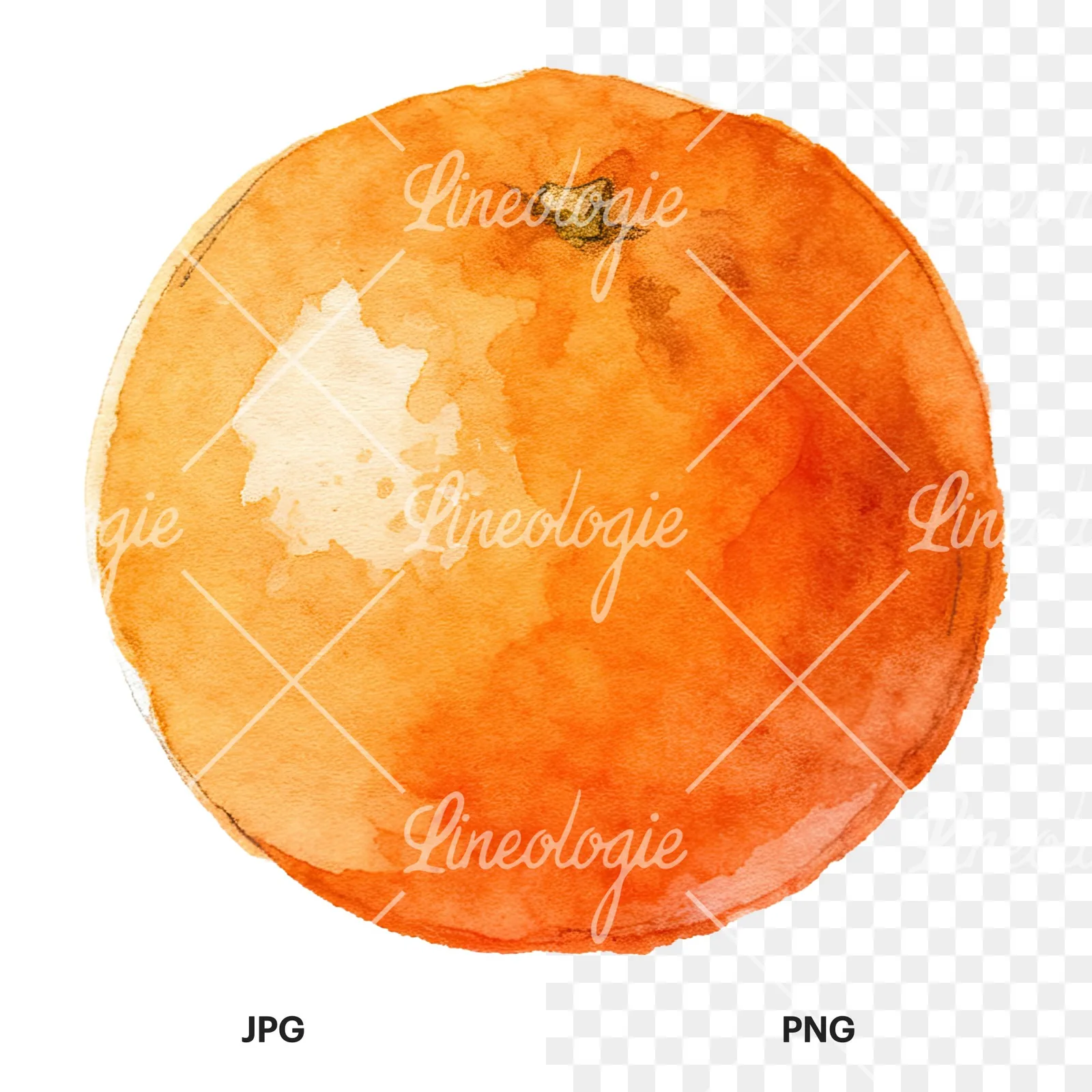 Watercolor orange with peeled segment clipart 2 of 12, as a JPG on white and a transparent PNG