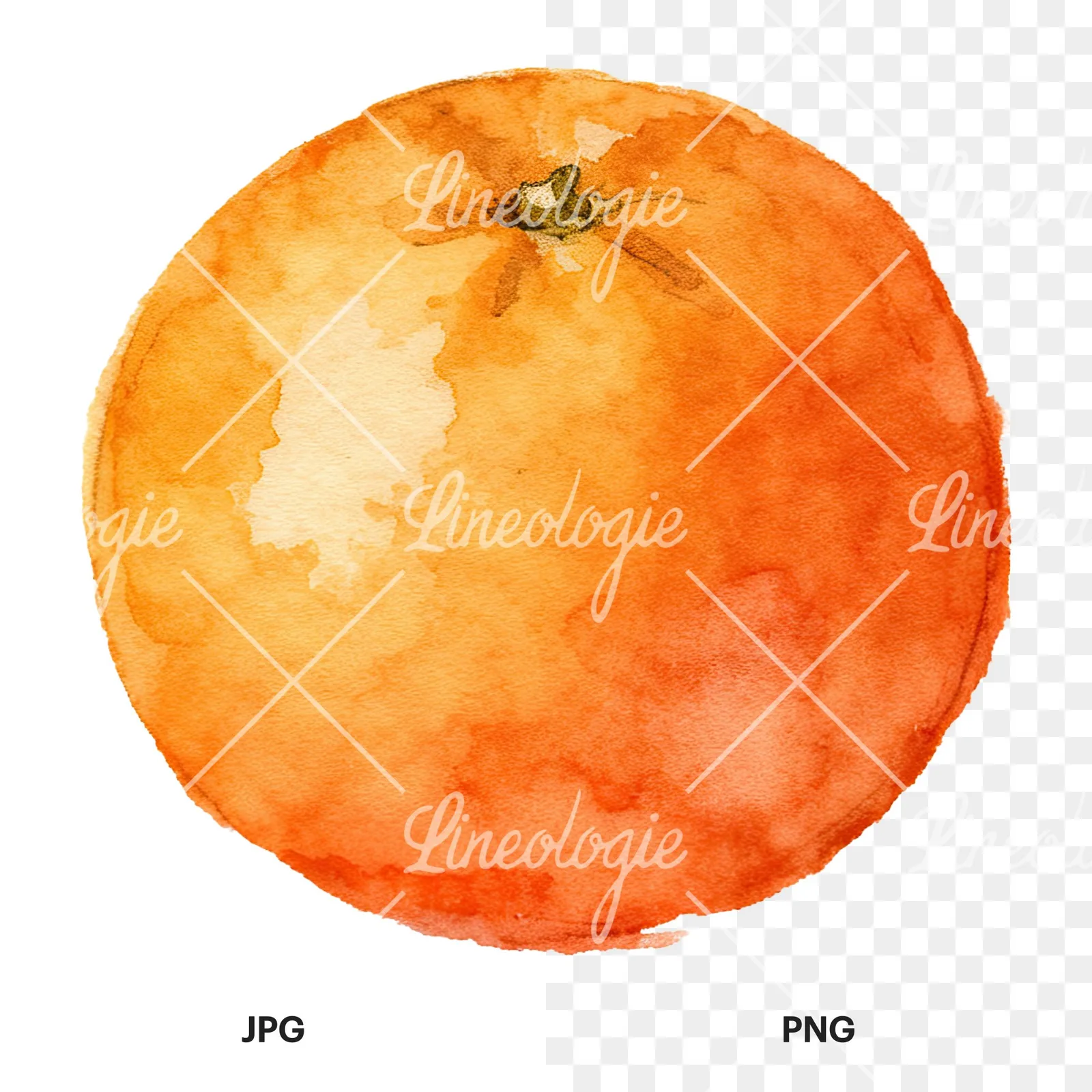 Watercolor orange with peeled segment clipart 3 of 12, as a JPG on white and a transparent PNG