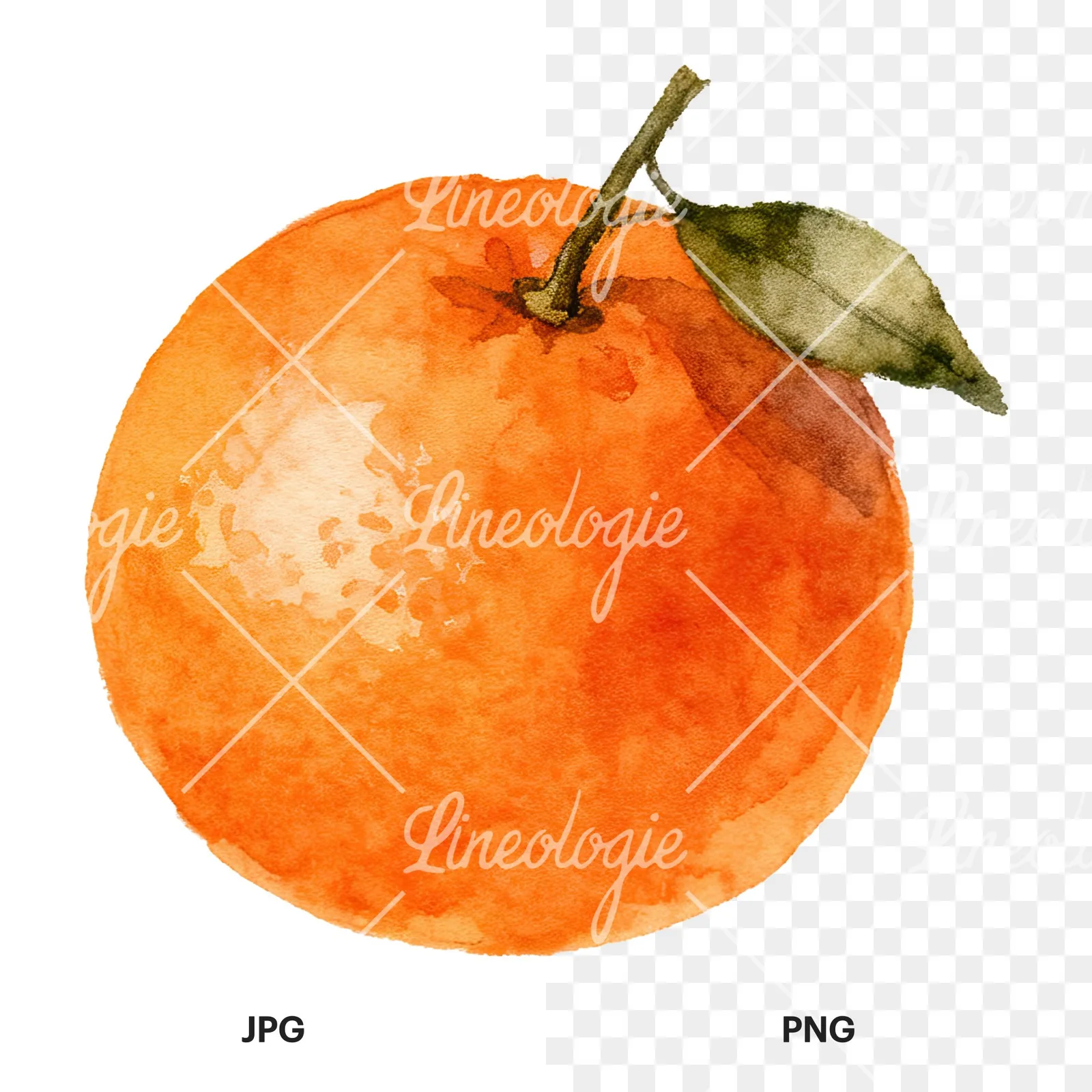 Watercolor orange with peeled segment clipart 4 of 12, as a JPG on white and a transparent PNG
