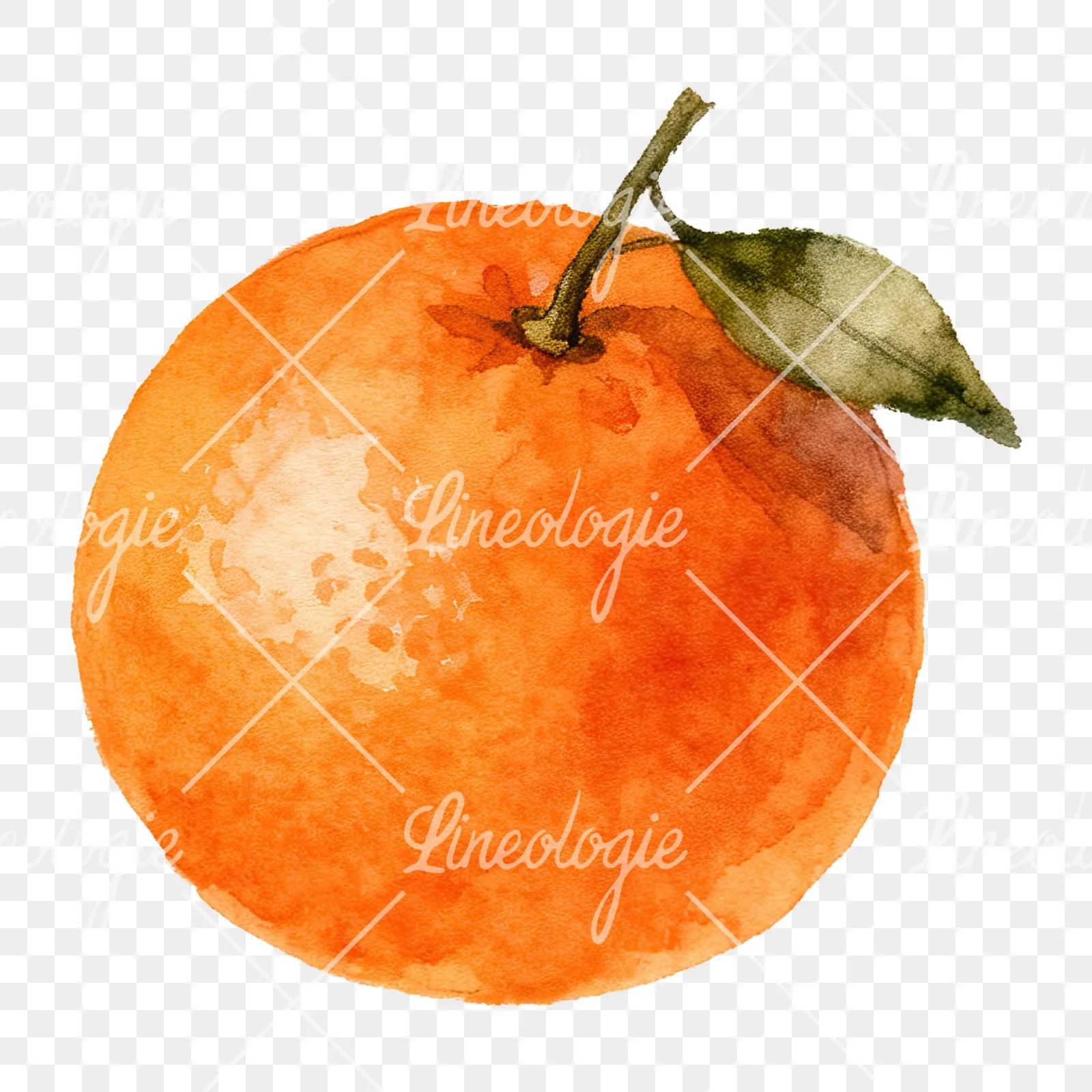 Watercolor orange with peeled segment clipart 4 of 12 on a transparent background (PNG)