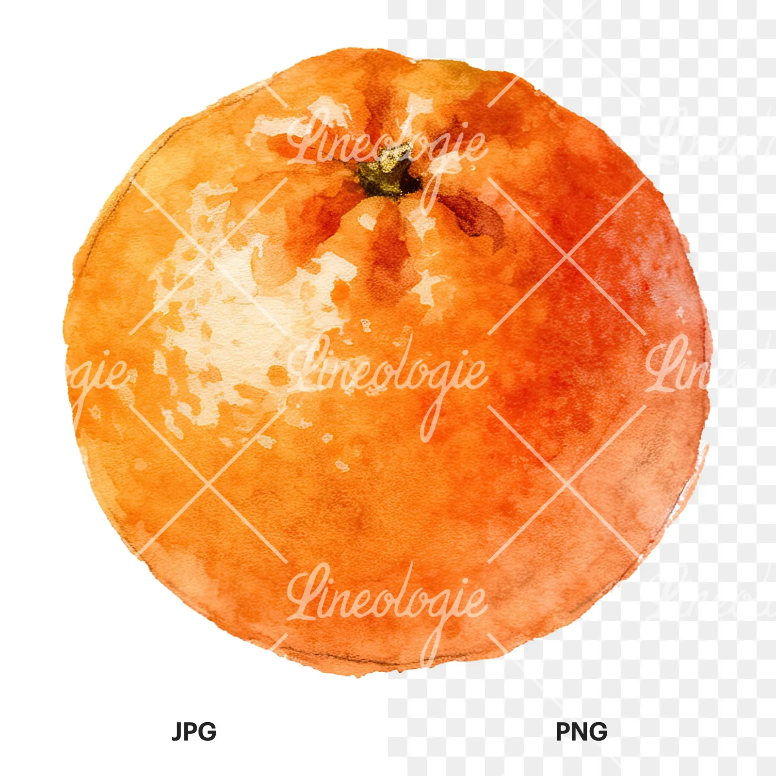 Watercolor orange with peeled segment clipart 5 of 12, as a JPG on white and a transparent PNG
