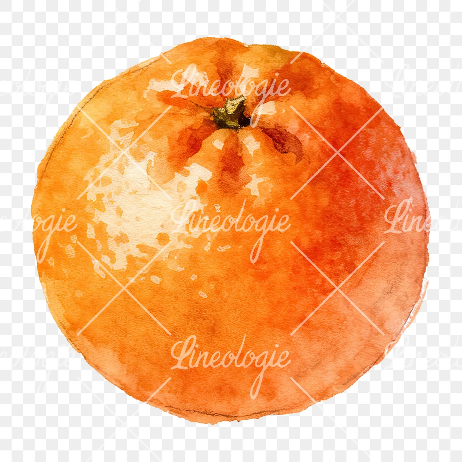 Watercolor orange with peeled segment clipart 5 of 12 on a transparent background (PNG)