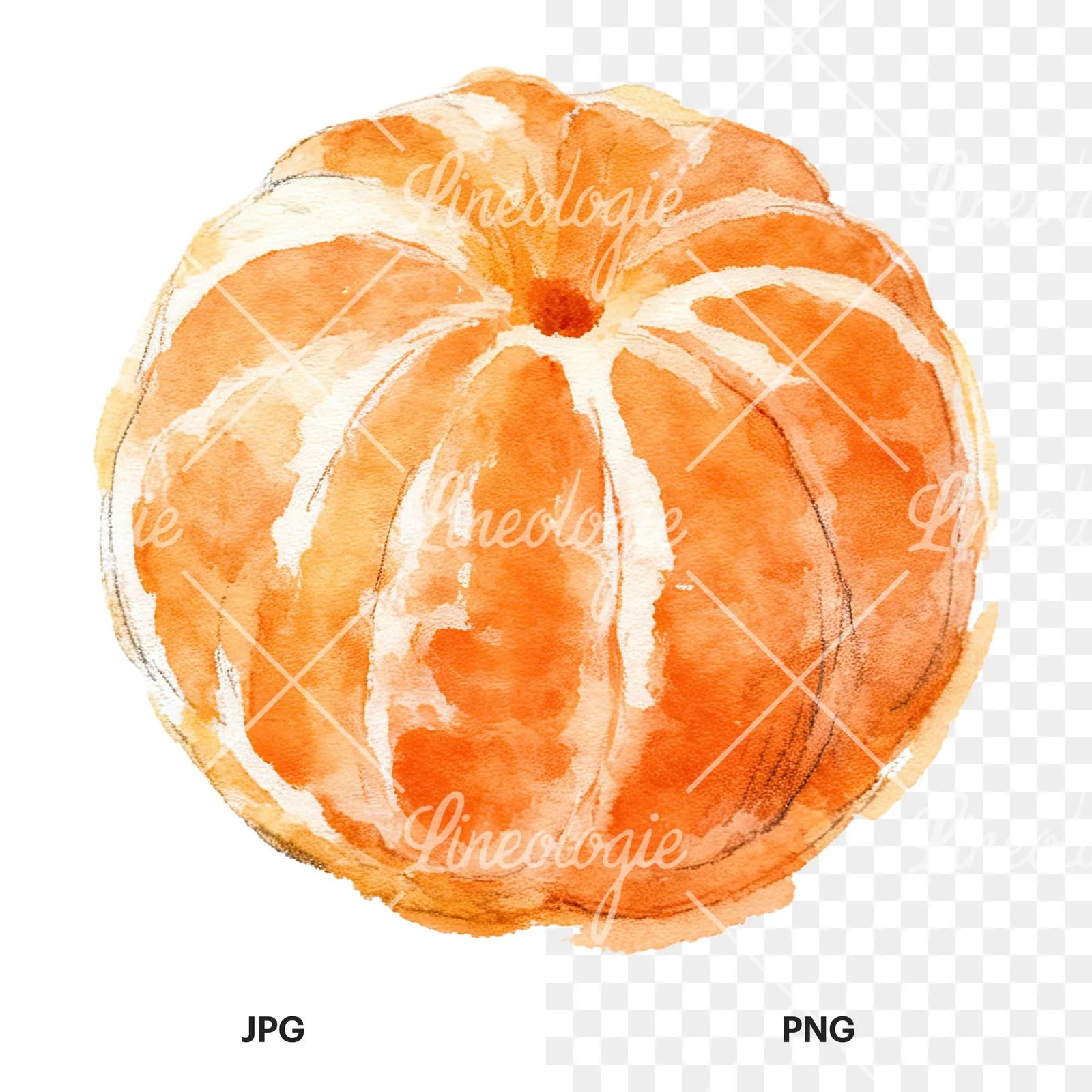Watercolor orange with peeled segment clipart 6 of 12, as a JPG on white and a transparent PNG