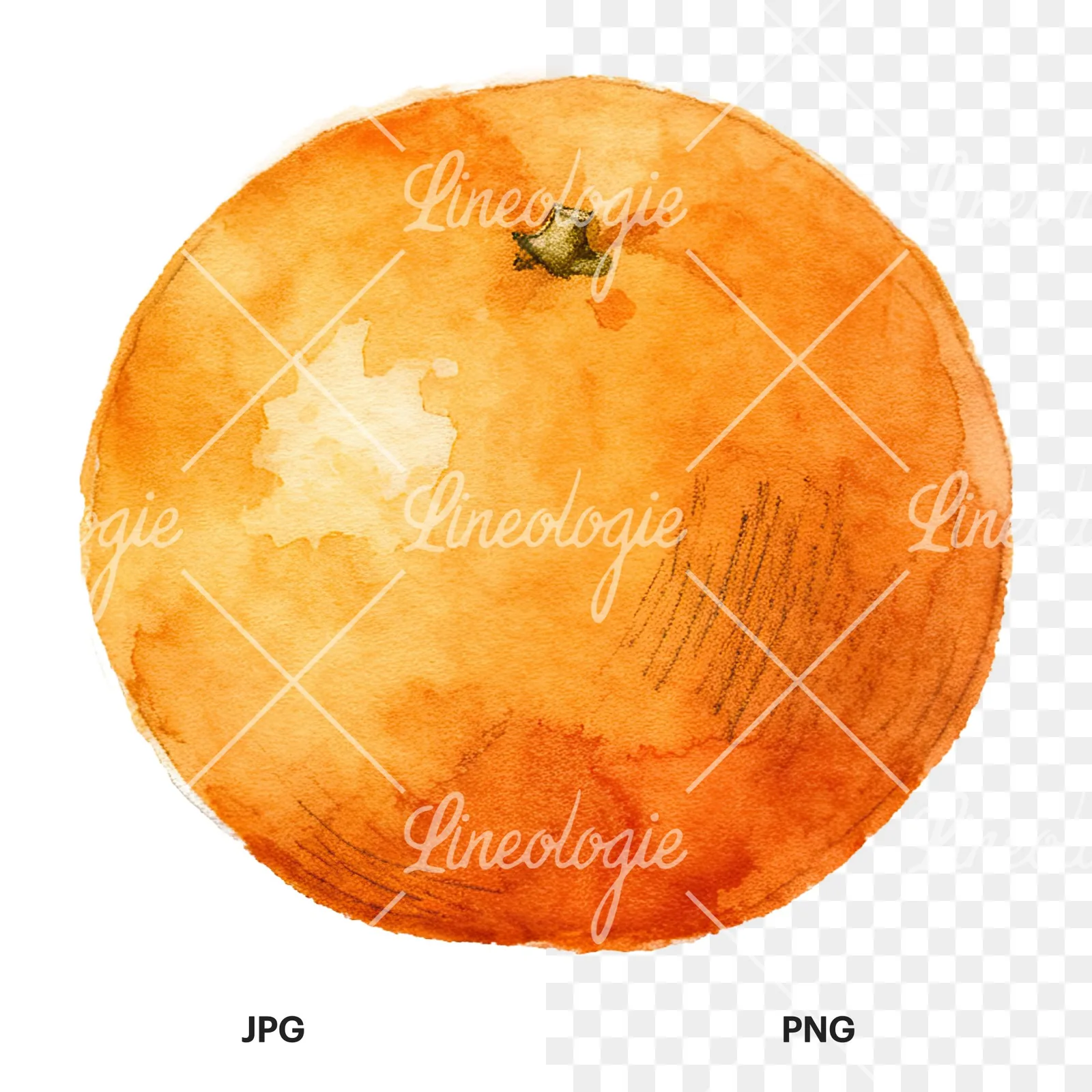 Watercolor orange with peeled segment clipart 7 of 12, as a JPG on white and a transparent PNG