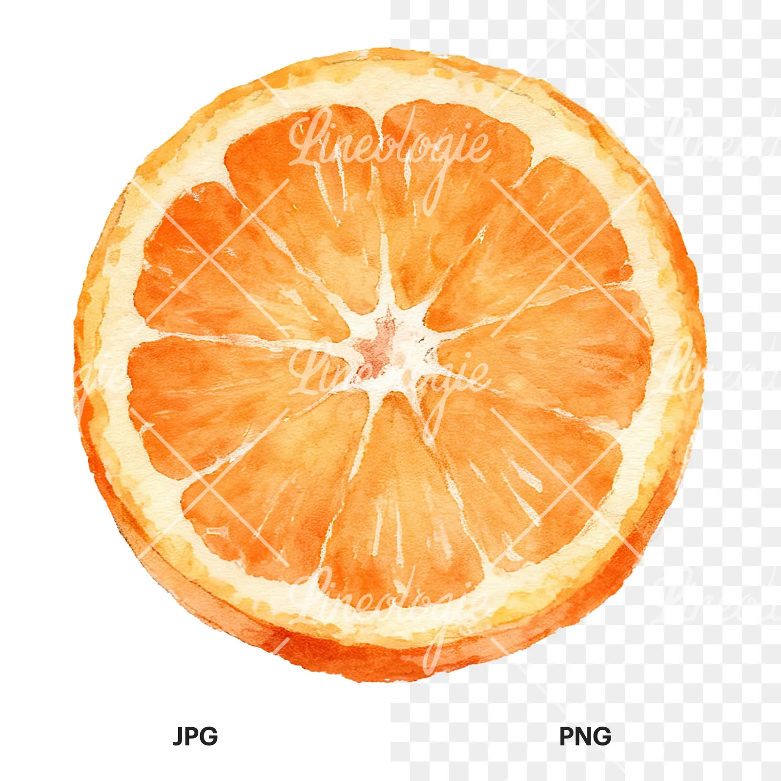 Watercolor orange with peeled segment clipart 8 of 12, as a JPG on white and a transparent PNG