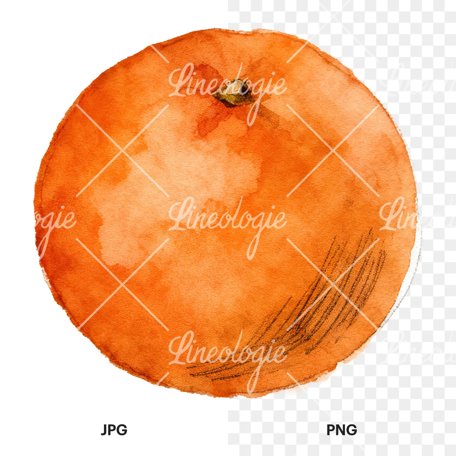 Watercolor orange with peeled segment clipart 9 of 12, as a JPG on white and a transparent PNG