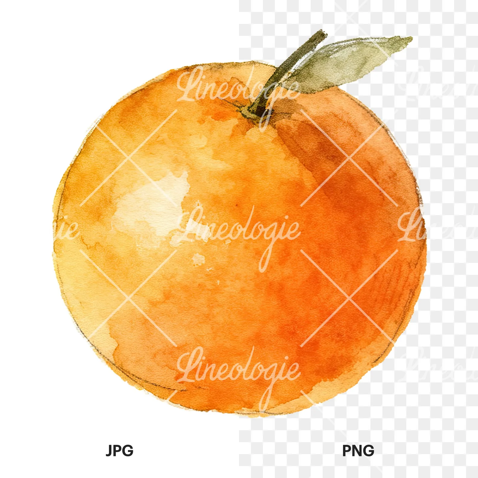 Watercolor orange with peeled segment clipart 10 of 12, as a JPG on white and a transparent PNG