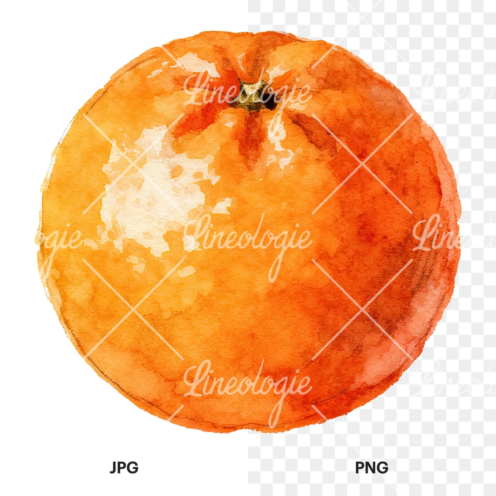 Watercolor orange with peeled segment clipart 11 of 12, as a JPG on white and a transparent PNG