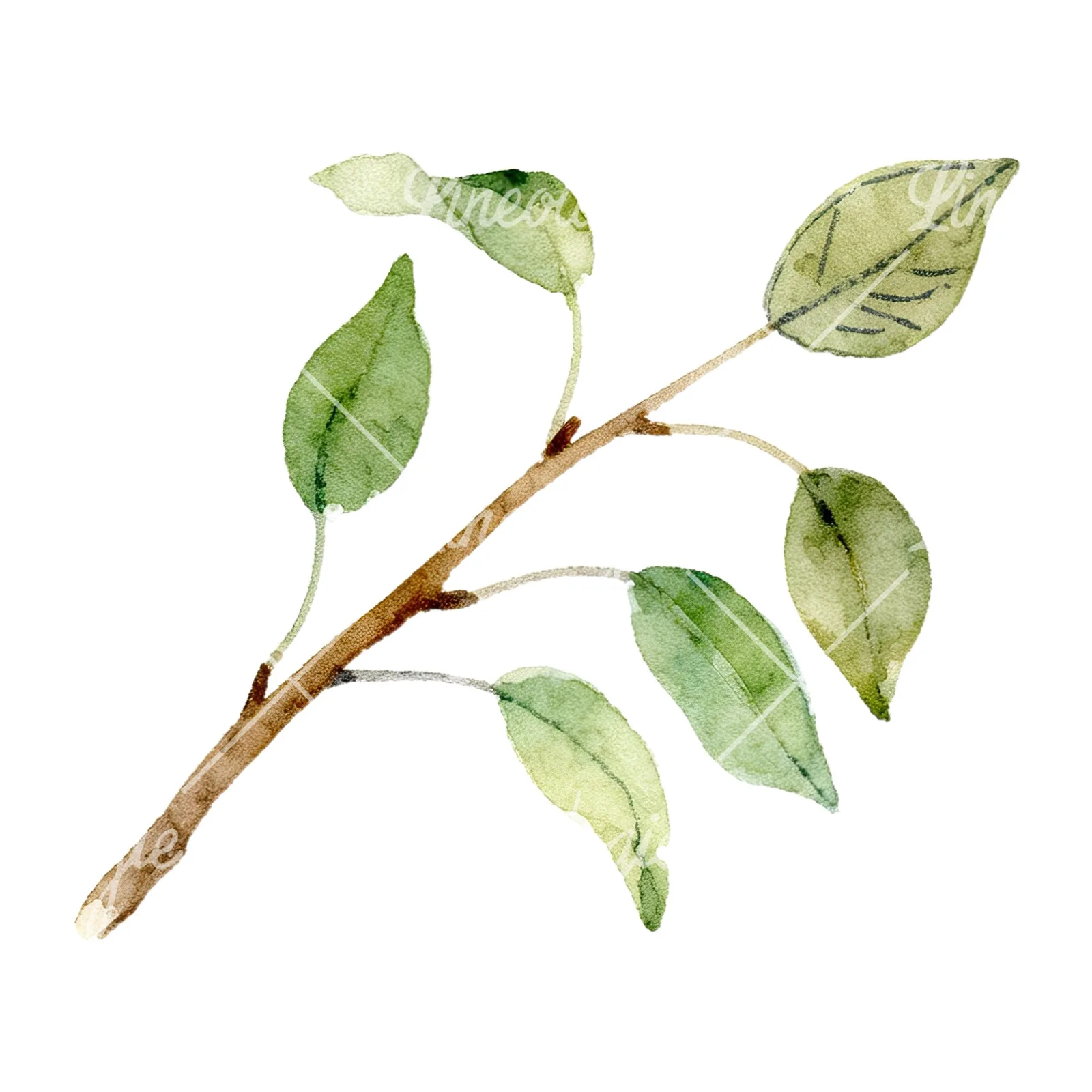 Watercolor pear and leaf clipart 1 of 12 on a white background (JPG)