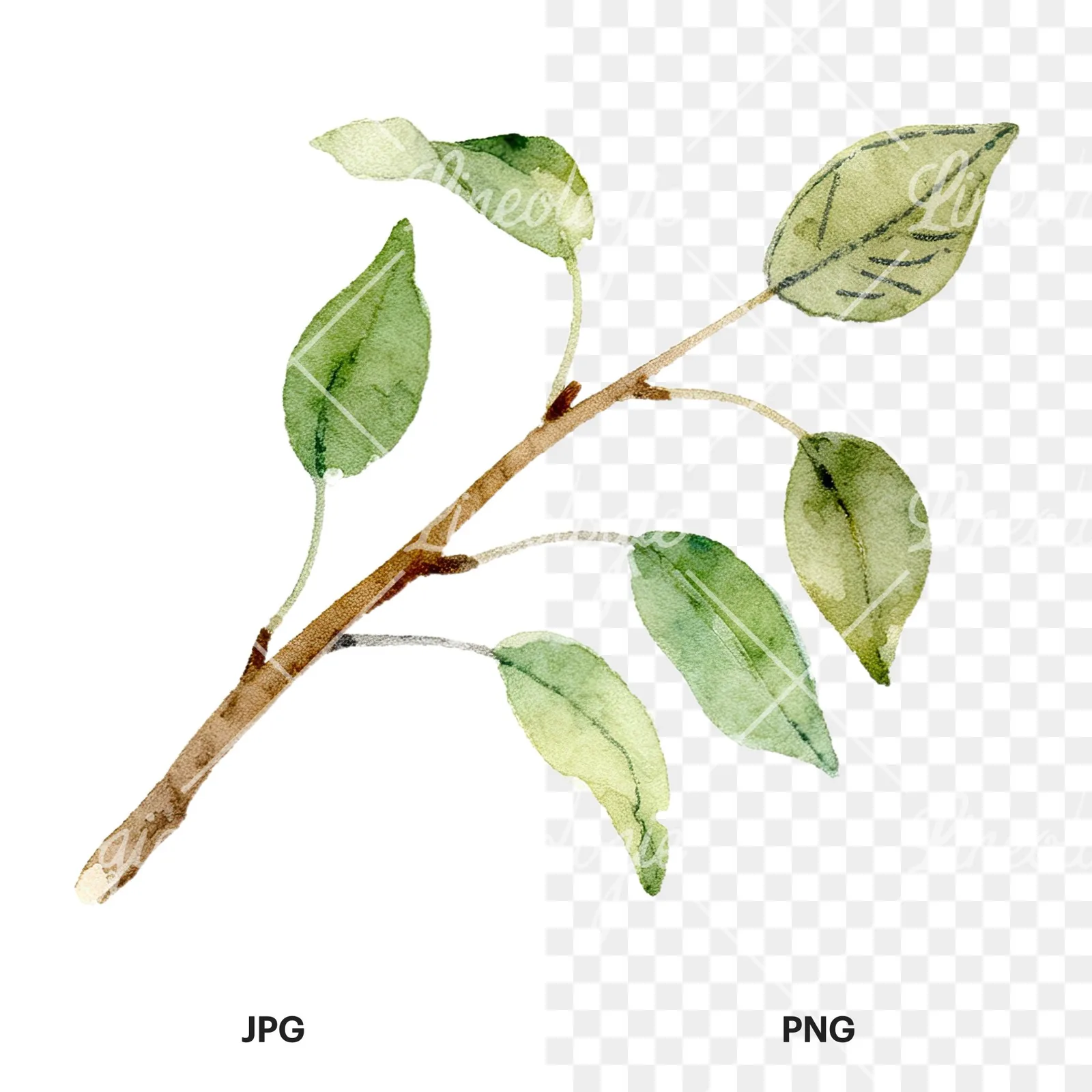 Watercolor pear and leaf clipart 1 of 12, as a JPG on white and a transparent PNG