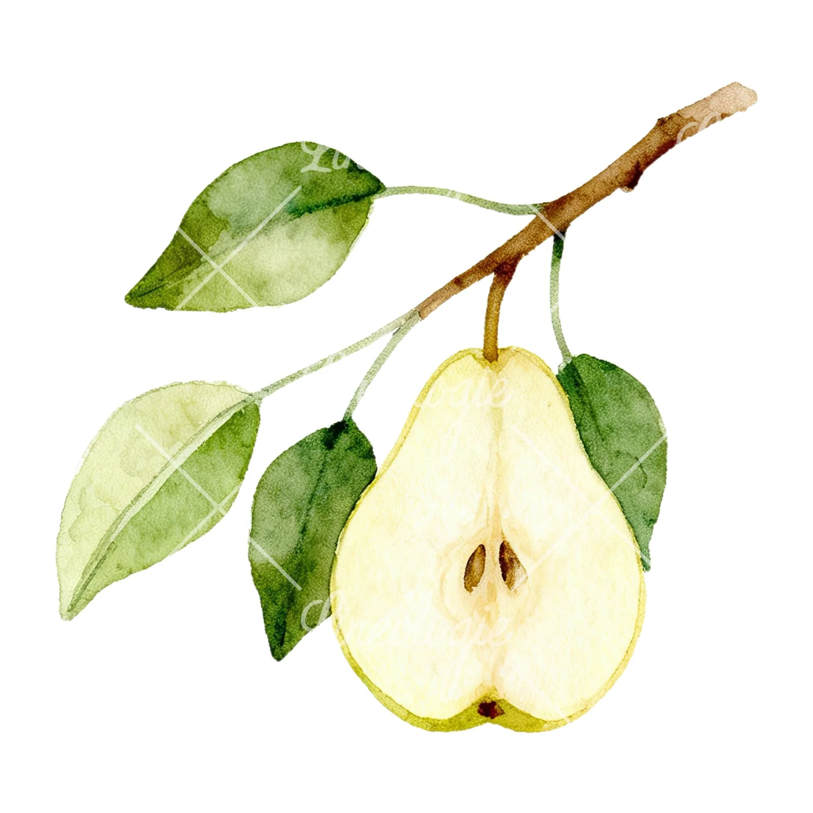 Watercolor pear and leaf clipart 2 of 12 on a white background (JPG)