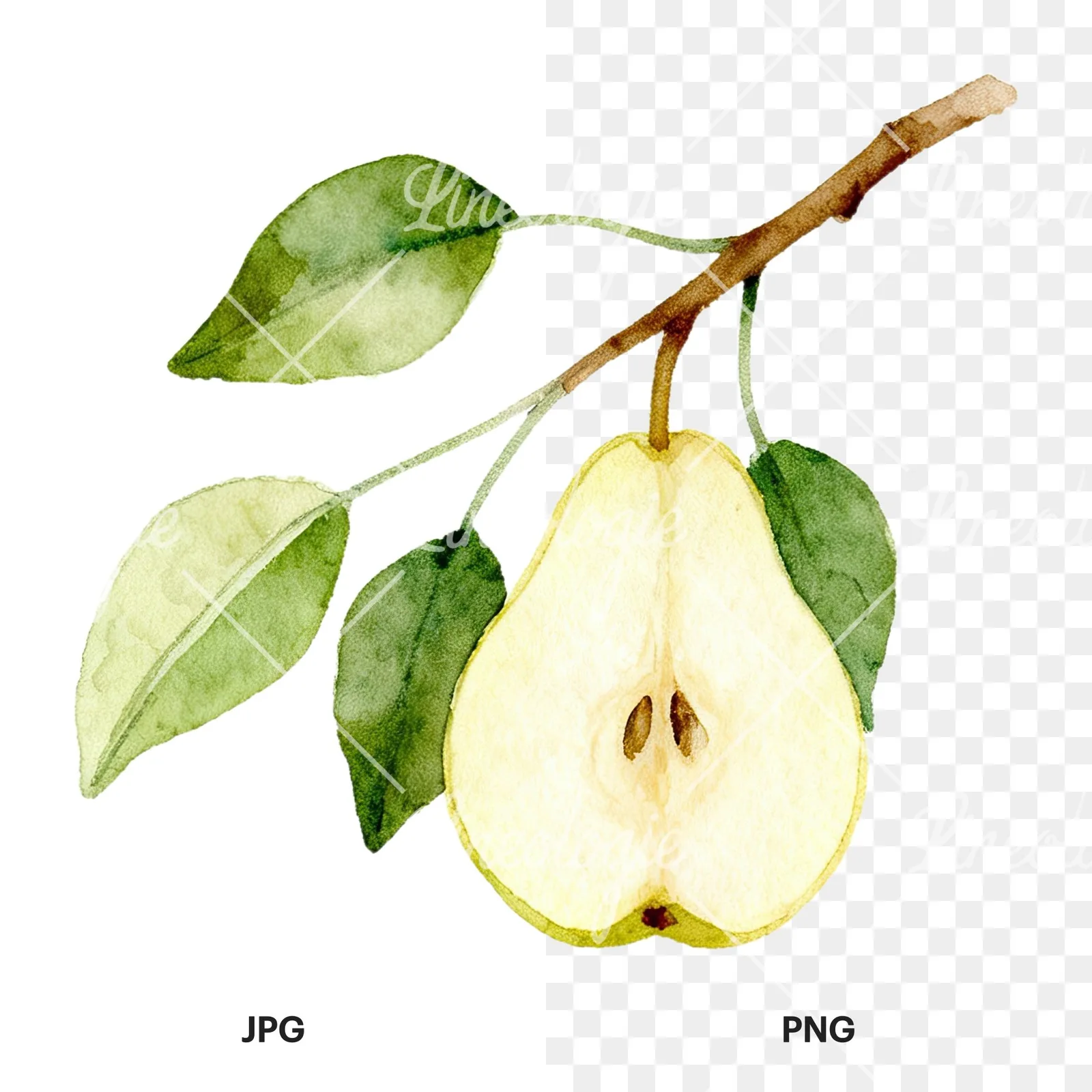 Watercolor pear and leaf clipart 2 of 12, as a JPG on white and a transparent PNG
