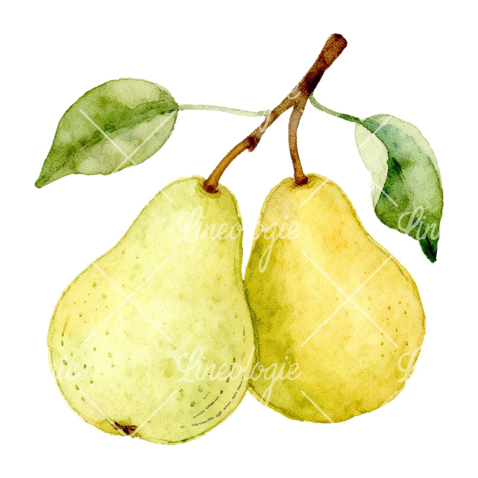 Watercolor pear and leaf clipart 3 of 12 on a white background (JPG)