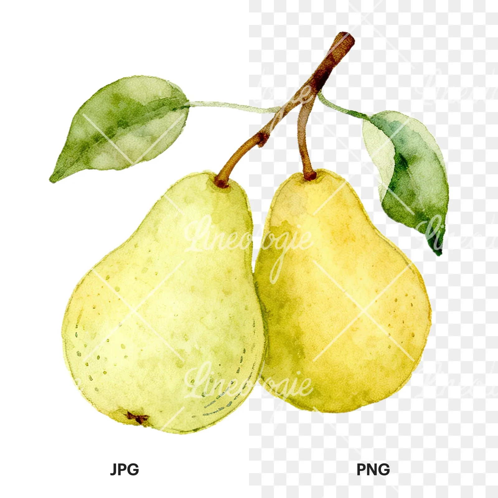 Watercolor pear and leaf clipart 3 of 12, as a JPG on white and a transparent PNG