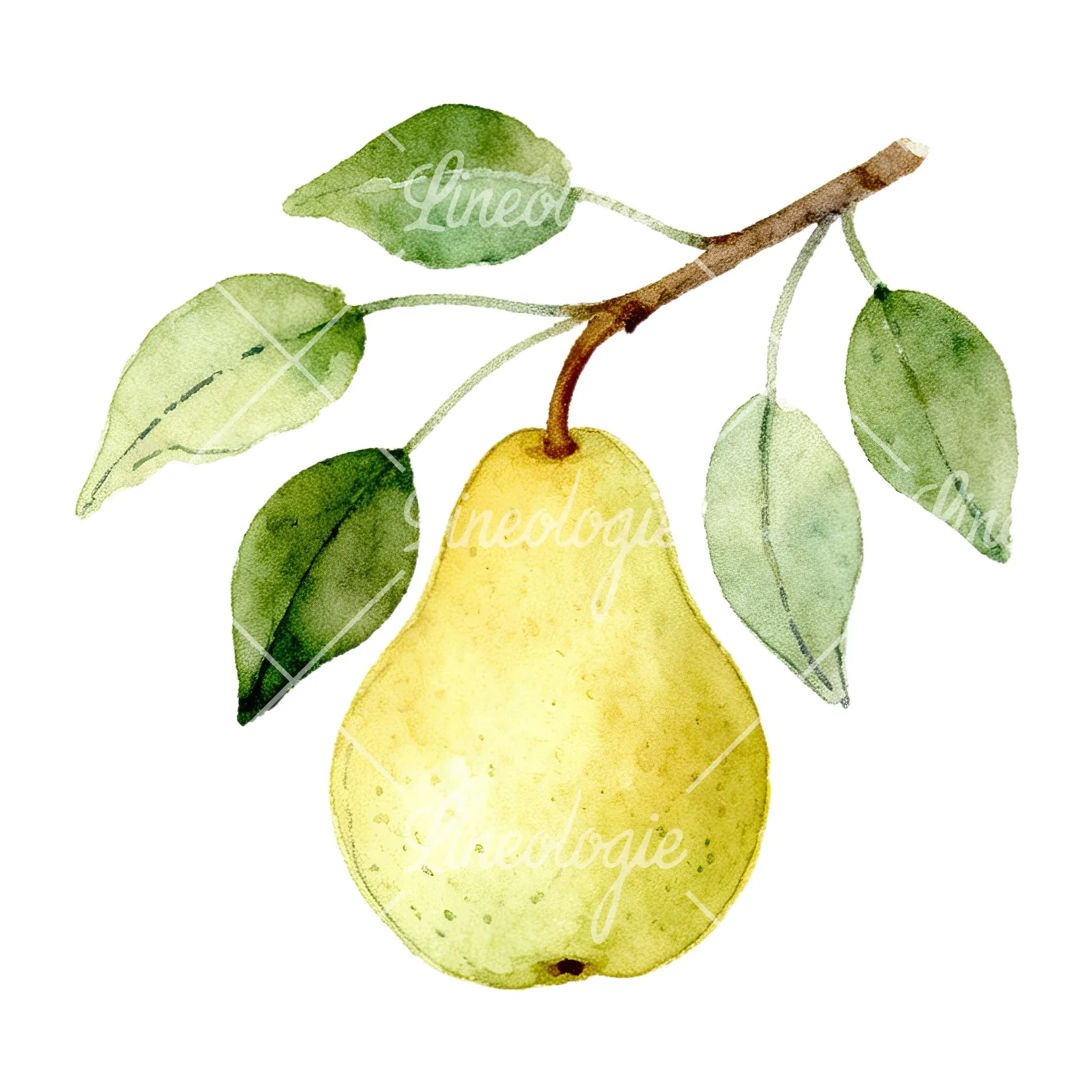 Watercolor pear and leaf clipart 4 of 12 on a white background (JPG)