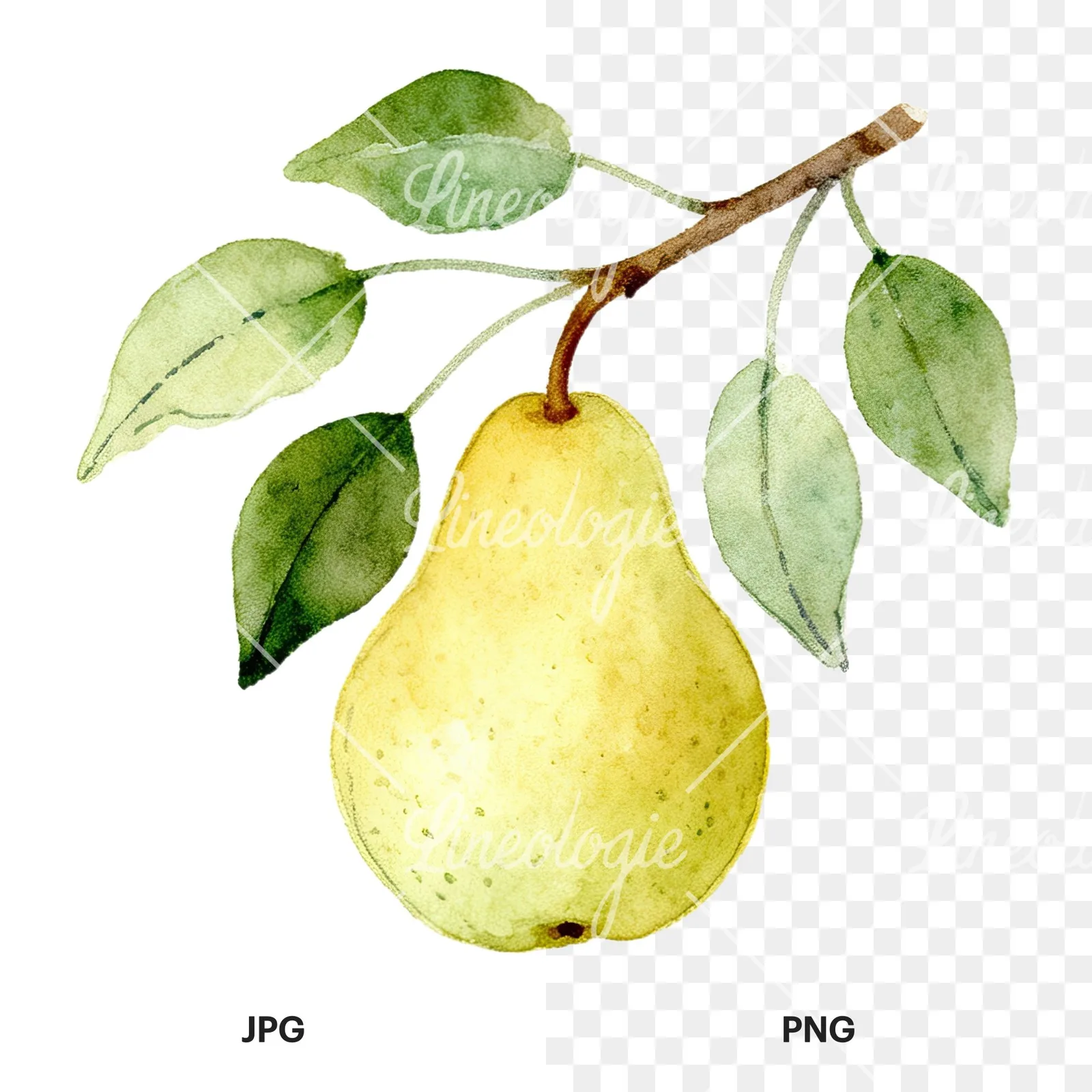 Watercolor pear and leaf clipart 4 of 12, as a JPG on white and a transparent PNG