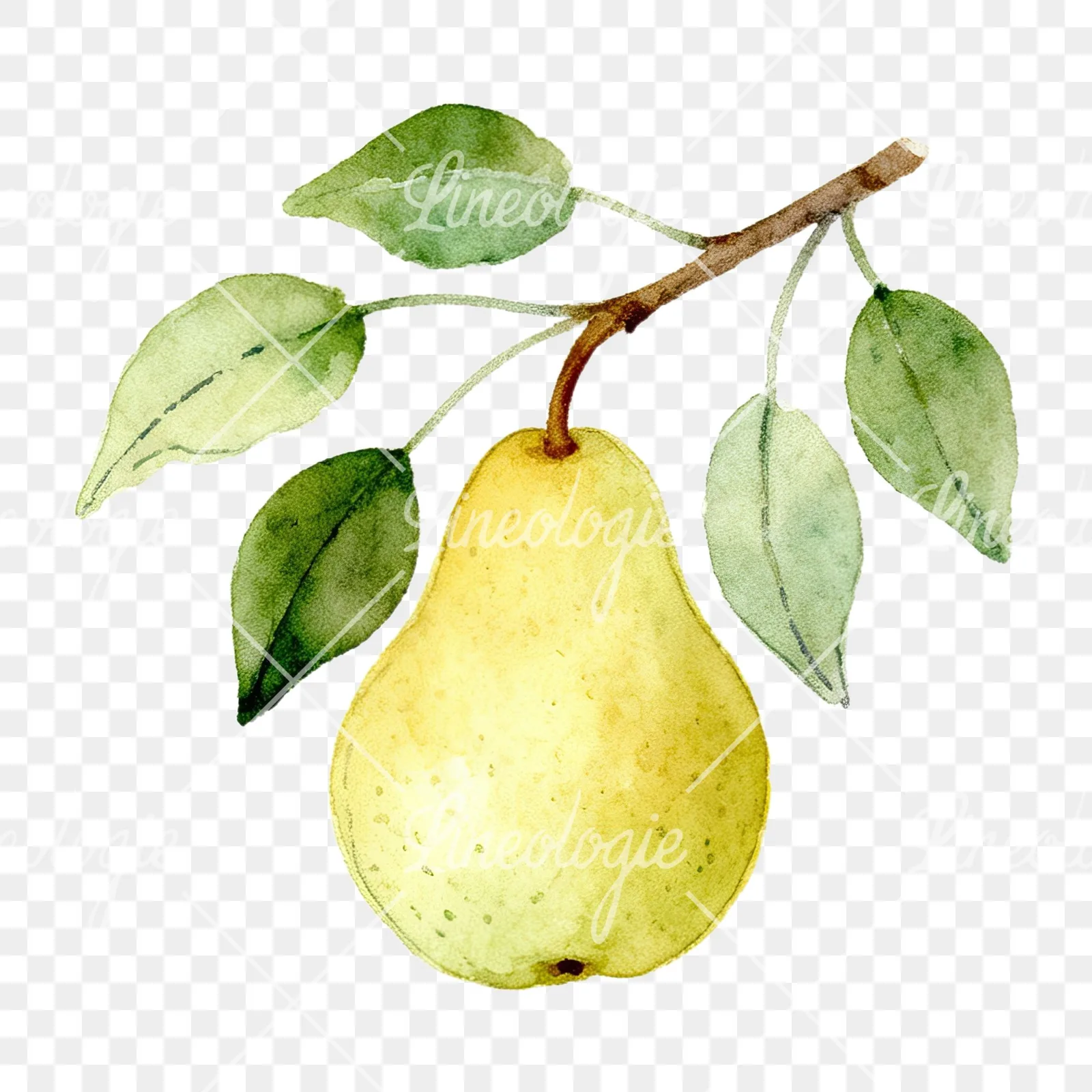 Watercolor pear and leaf clipart 4 of 12 on a transparent background (PNG)