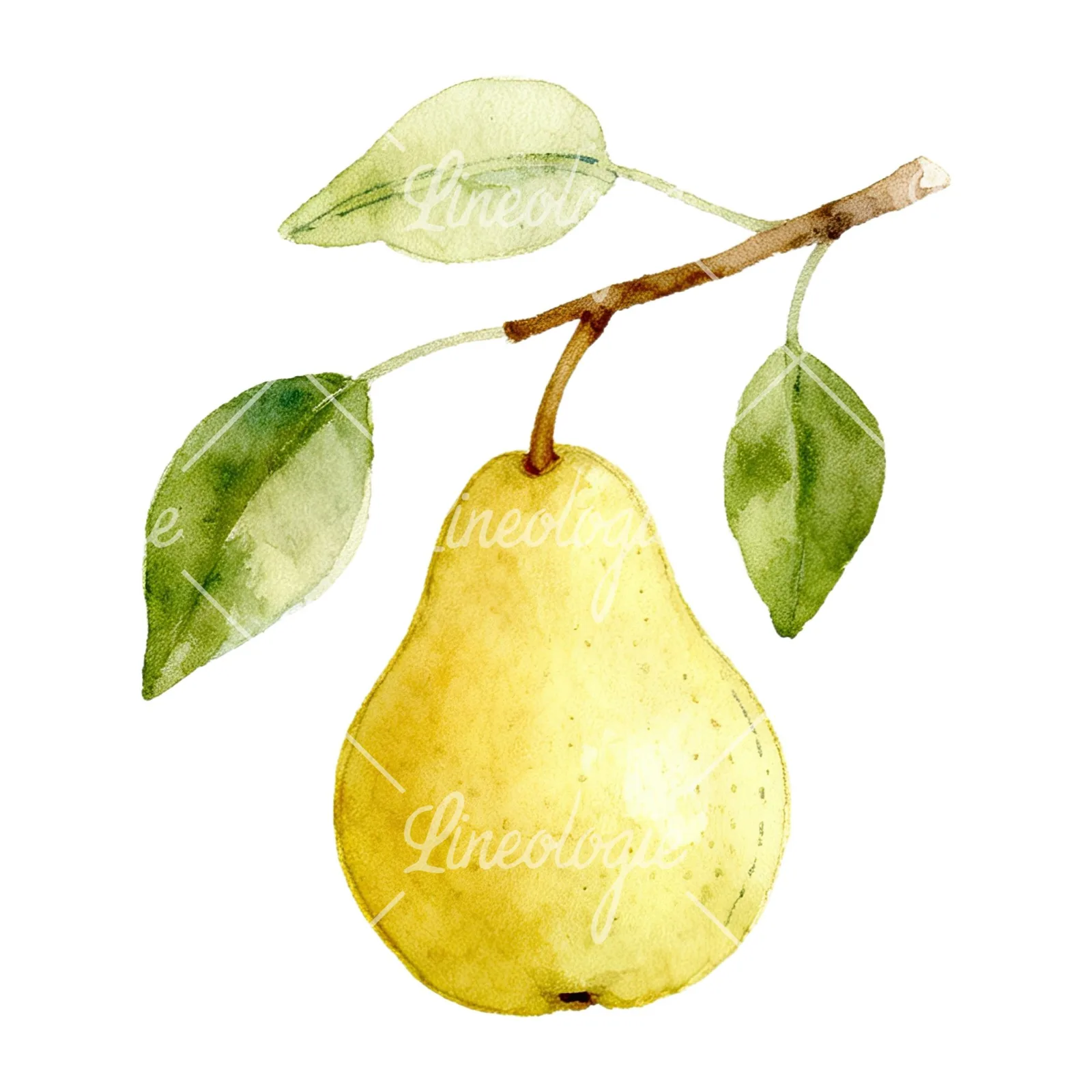 Watercolor pear and leaf clipart 5 of 12 on a white background (JPG)