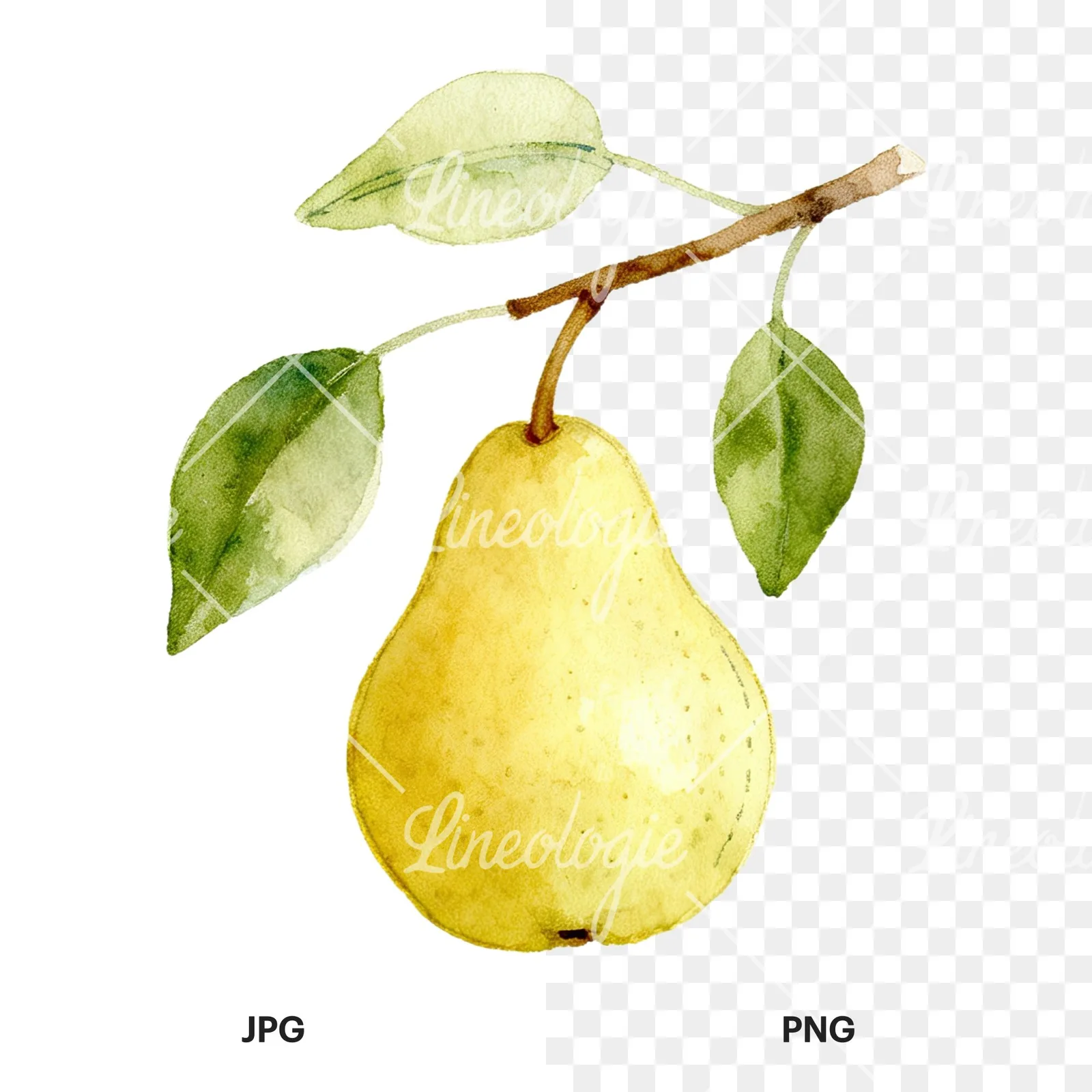 Watercolor pear and leaf clipart 5 of 12, as a JPG on white and a transparent PNG