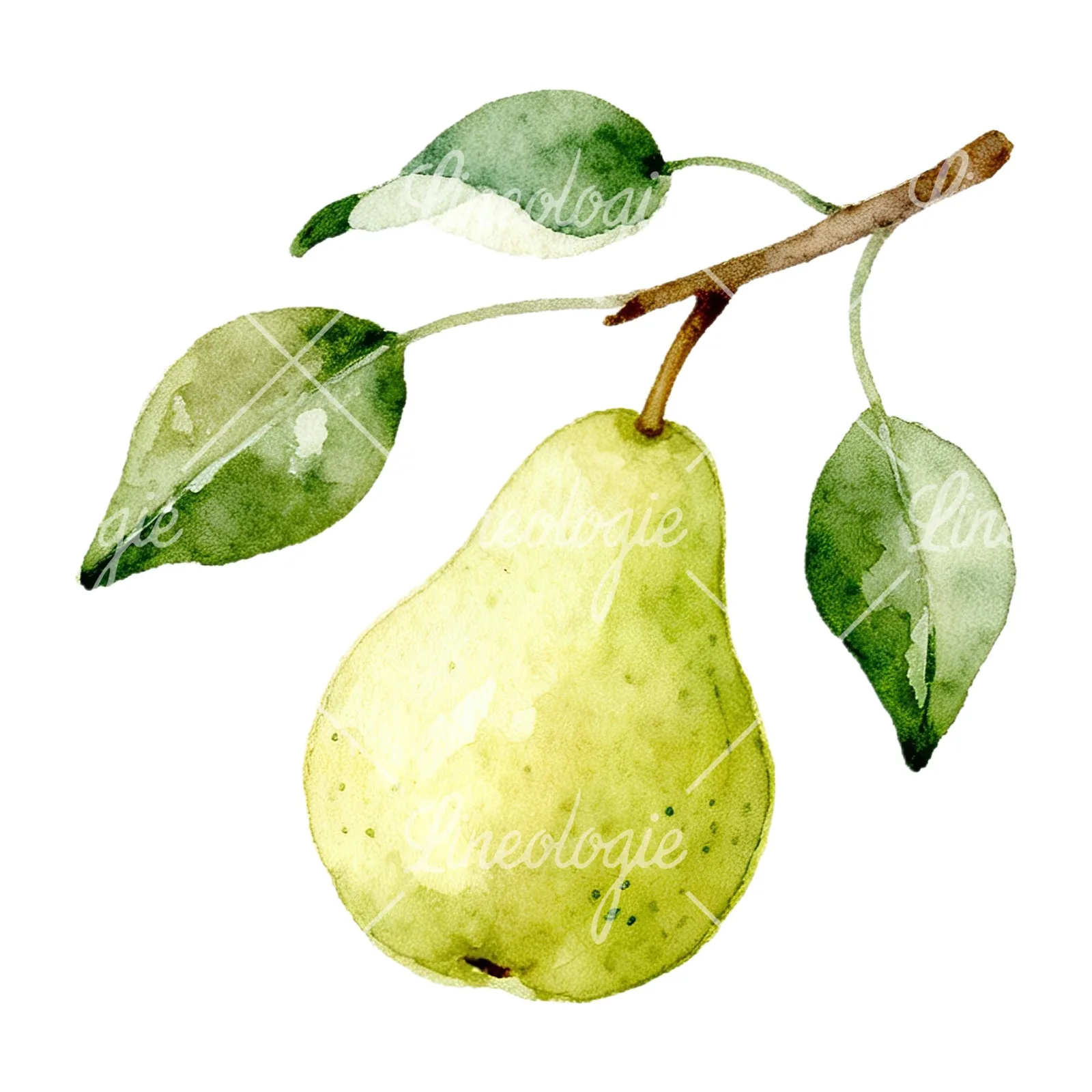 Watercolor pear and leaf clipart 6 of 12 on a white background (JPG)