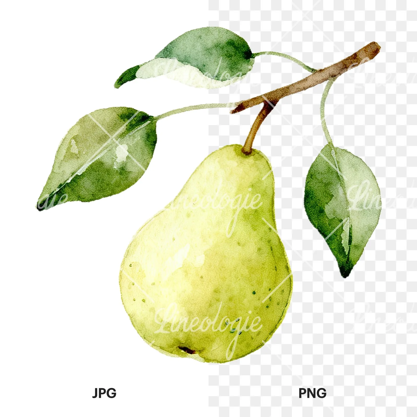 Watercolor pear and leaf clipart 6 of 12, as a JPG on white and a transparent PNG